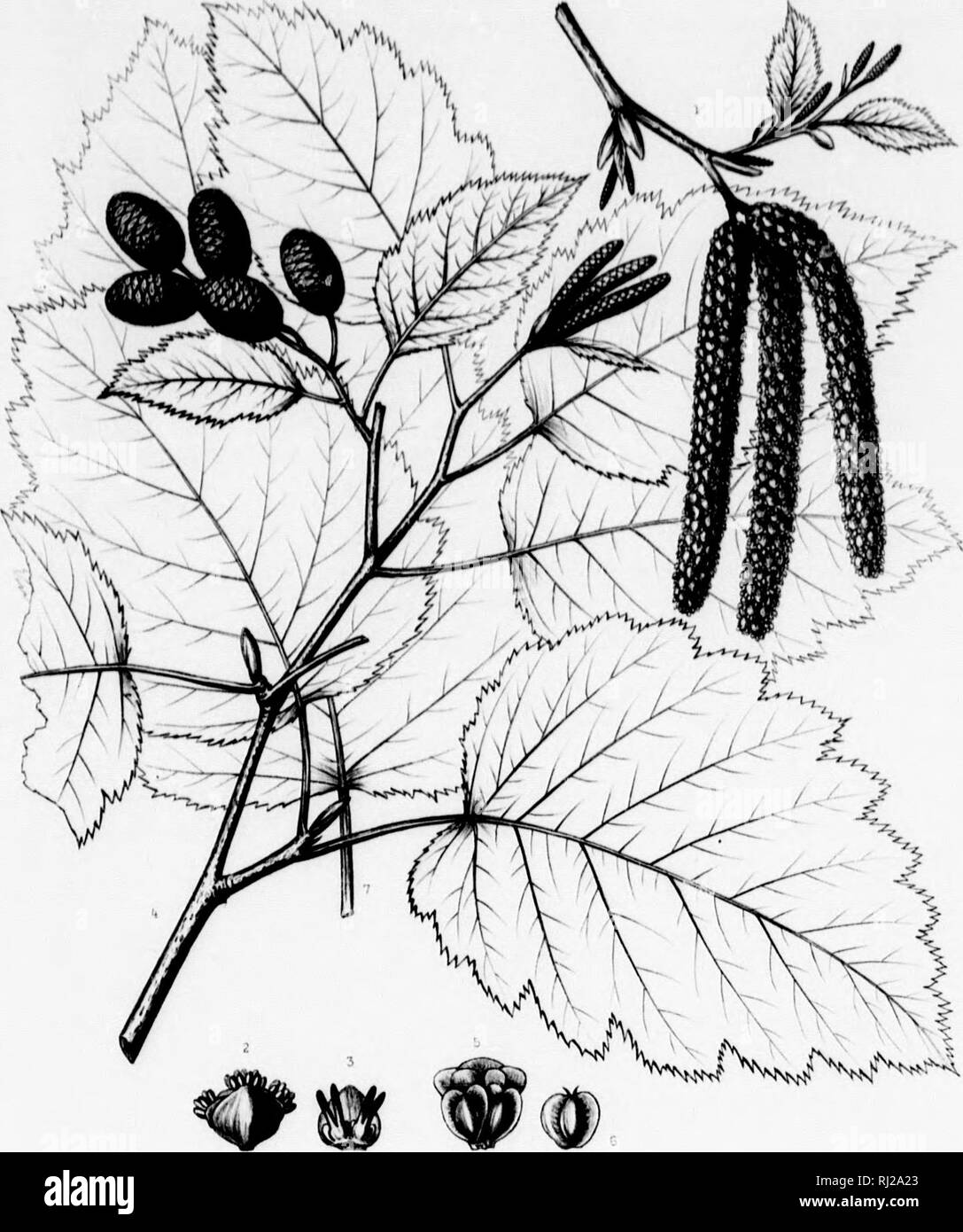. The silva of North America [microform] : a description of the tree which grow naturally in North America exclusive of Mexico. Trees; Trees; Arbres; Arbres. &gt;n^ittÂ«(l |iAiiii'li ll'lttfH uf III II Nixtfl-lllll uf Ljiltftl HOinctlllM-K ) Hv)i (UffliUiK â¢â¢! hit'kfuvd at tin II Alilpr of 11 Ixirhooil of tl- Ti-r I'rak nwr Y'4l: unilml fÂ«l alHiTr i, uiiift n^ffiun. Til* â¢ i/iJm, Naiull, Hi.:' I il nil Ihs buli&gt; tuinM nf ViulnnKt&gt;-r llic llliin MiiuiiU'f four UiuutMnil f&lt;-' f%Â» Uw tltwoTeirr ^ iiha Knuklin to il.r ng llic rcini IHl'.i Silv* of North America Tab DCCXXVII. t ii ; Stock Photo