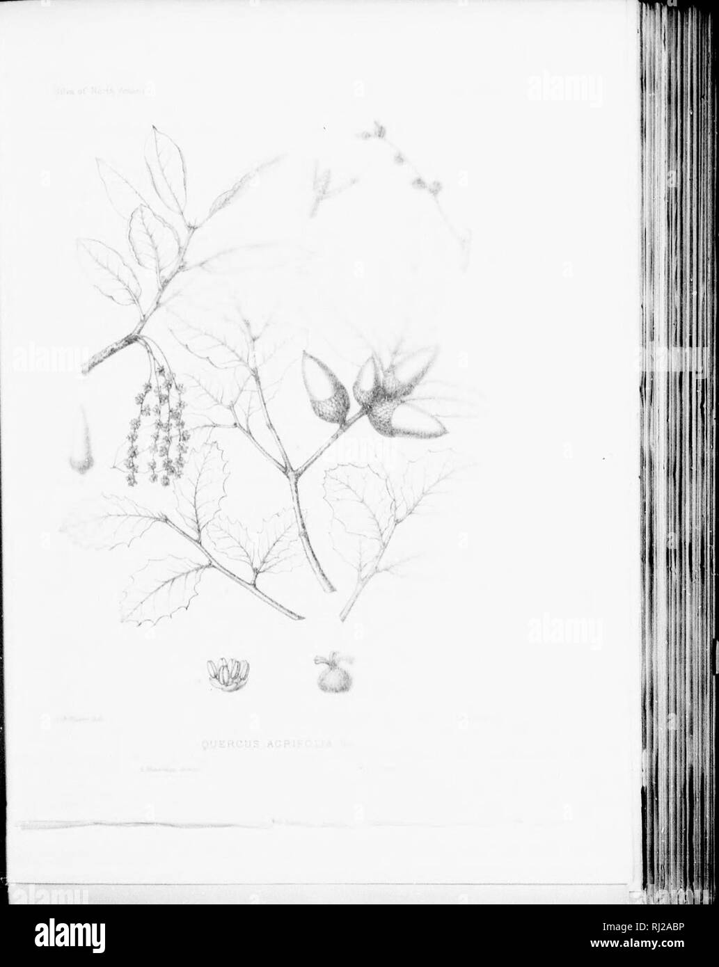 . The silva of North America [microform] : a description of the tree which grow naturally in North America exclusive of Mexico. Trees; Trees; Dicotyledons; Arbres; Arbres; Dicotylédones. . Please note that these images are extracted from scanned page images that may have been digitally enhanced for readability - coloration and appearance of these illustrations may not perfectly resemble the original work.. Sargent, Charles Sprague, 1841-1897; Faxon, Charles Edward, 1846-1918. Boston; New York : Houghton, Mifflin Stock Photo