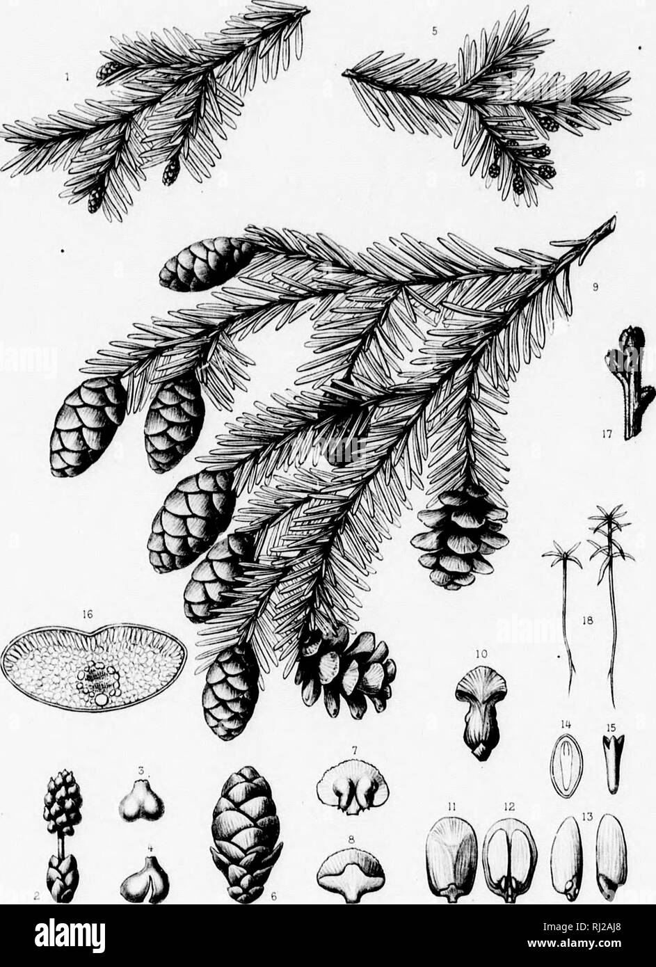 . The silva of North America [microform] : a description of the tree which grow naturally in North America exclusive of Mexico. Trees; Trees; Gymnosperms; Conifers; Arbres; Arbres; Gymnospermes; ConifÃ¨res. {' F ?iron liW HAfpUV sf'. TSUGA HETER0PHYLLA,Sar6. o .-i !fi,&gt;rr,s,.r ./irÂ»'.r^ Imp../ TufU'ur. Ptir/.r (i i  &gt; â¢ â ' .. â â f * ' i'i. Please note that these images are extracted from scanned page images that may have been digitally enhanced for readability - coloration and appearance of these illustrations may not perfectly resemble the original work.. Sargent, Charles Sprague Stock Photo