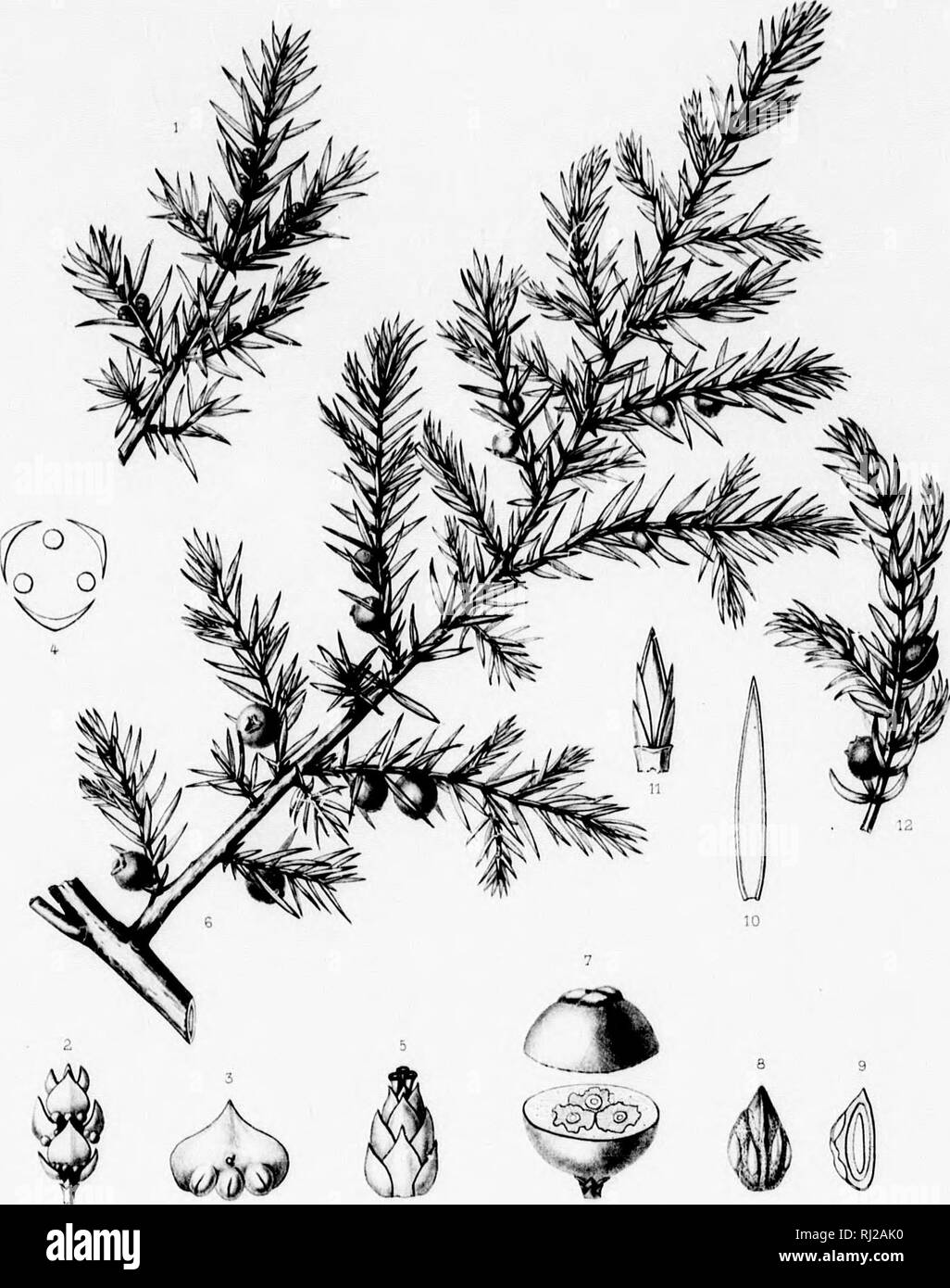 . The silva of North America [microform] : a description of the tree which grow naturally in North America exclusive of Mexico. Trees; Trees; Monocotyledons; Gymnosperms; Arbres; Arbres; MonocotylÃ©dones; Gymnospermes. Lamlly ill Â»'&quot;itKcrn lit frij'ii 8ii*&quot;lr 'ift* lar'M Iwll von lUc- [2 (crM. S)n ). â Silvd of North America. Tab DXVl.. ' f:.f'.uron i/tv'. ///&gt;'.,/&lt;/ , JUNIPERUS COMMUNIS, ,/ /I'ii't-r-rti.i tfirwr ', /ftip.J. 7a Par,. ' tj V Jl i:: 1 .: ! 1 '   ; ; . â ';'- 1 1 , ^ 1 ' ,. Please note that these images are extracted from scanned page images that may have been Stock Photo
