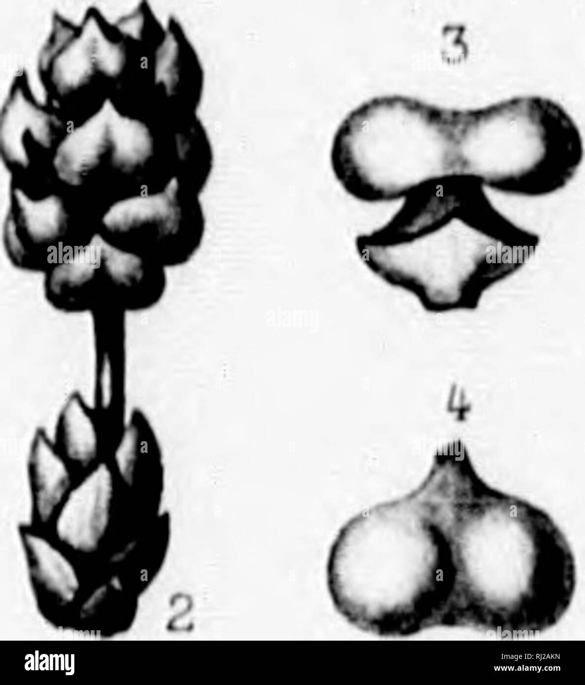 . The silva of North America [microform] : a description of the tree which grow naturally in North America exclusive of Mexico. Trees; Trees; Gymnosperms; Conifers; Arbres; Arbres; Gymnospermes; Conifères. d&gt; ^ ('. f.'. Fii.rttn ,M /tapuif . TSUGA CAROLINIANA, En^elm. .'/ liuH-ri'ii.r iiirtr ^ Imp. J. Tan^ur Paris. If % &quot; -T. Please note that these images are extracted from scanned page images that may have been digitally enhanced for readability - coloration and appearance of these illustrations may not perfectly resemble the original work.. Sargent, Charles Sprague, 1841-1897; Faxon Stock Photo