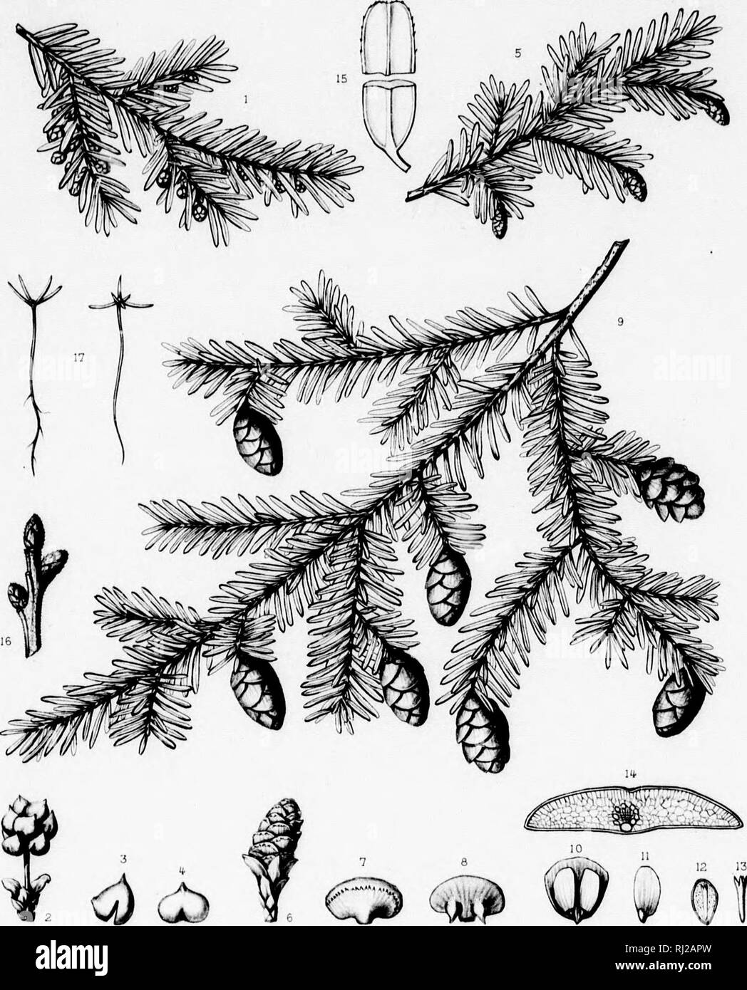 . The silva of North America [microform] : a description of the tree which grow naturally in North America exclusive of Mexico. Trees; Trees; Gymnosperms; Conifers; Arbres; Arbres; Gymnospermes; ConifÃ¨res. Silva of North America. Tab.DCIII â '? .. (-,}!. yu.rtm (/&lt;V. Â£rruHi/nehf sc. TSUGA CANADENSIS, Cam .-/ .'Uo -riHi,r itimr /ni/t.^/. Taneur P&lt;iri.t: i y Iralm' 'H i lii ii; !i i 1 i 1 1 â &quot;i â¢ 1. Please note that these images are extracted from scanned page images that may have been digitally enhanced for readability - coloration and appearance of these illustrations may not pe Stock Photo
