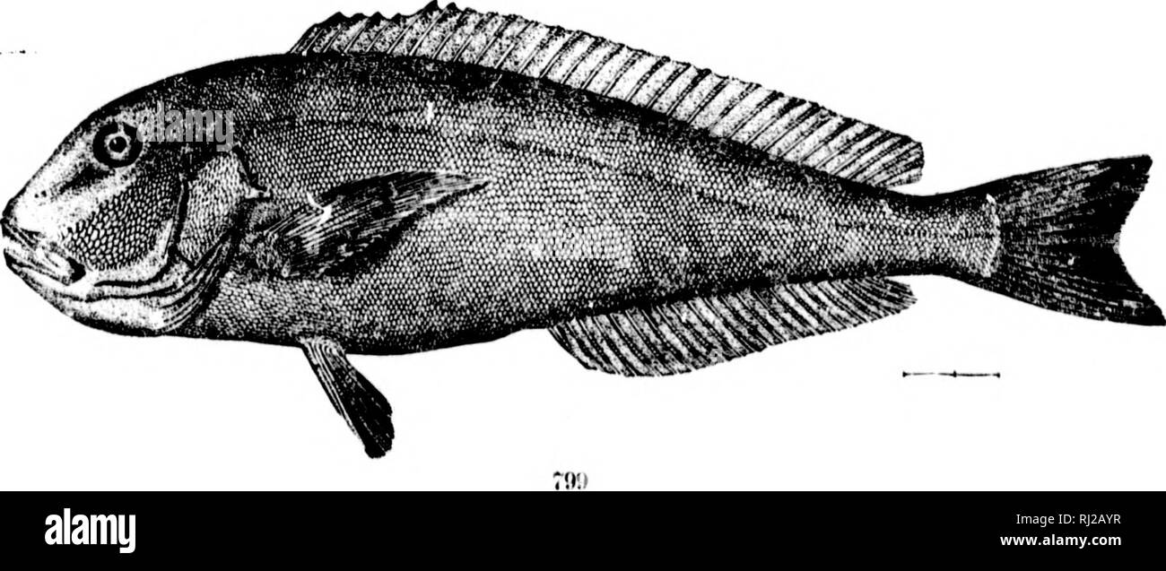 . The fishes of North and Middle America [microform] : a descriptive catalogue of the species of fish-like vertebrates found in the waters of North America, north of the Isthmus of Panama. Fishes; Fishes; Poissons; Poissons. 797, 7{t7rt. Hfmoka iihai iiyi'Tkha. (I*. 2:.'72.) 7i)S. RiioMiKMiiiitrs o.siKoriiii!. (P. 227;{.) 7itÂ«J. (JAii-oi.ATii.rs Micuoivs. (!'. 2277.) *'.,. !â 'â â â¢ â .I. t; C. i â¢â . I r; i e y 5;; I' t (1 1^ ! I i 1 . I ! I -1 â t I . f&lt;l 'â V '. J 11/5 ' I- 1 y ^'  Hi I? ^1 : I l^Â»* pÂ«Â»^. Please note that these images are extracted from scanned page images that ma Stock Photo