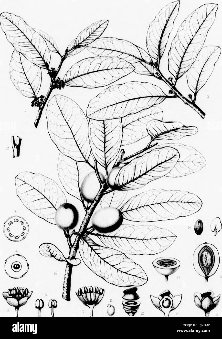 . The silva of North America [microform] : a description of the tree which grow naturally in North America exclusive of Mexico. Trees; Trees; Dicotyledons; Arbres; Arbres; DicotylÃ©dones. 1*11 â¢â¢1- â It .lii!I U. Pisonias, thi I Wjfe piii-t i)&gt; ii keys. Dm. !k-wlllt.i- liui I, i&gt;y l;r. J. I â &quot;'â */ 1 'ft-'' â &amp; SiWd 111' NoHh AmciiLa, Tab. CCCVll. rSFuu;&quot;! ,U DRYPETES KEYENSIS A. Hti u â ftnta- .i^ ruft&lt;nu.Pitr:,i. U I il i 1- â v. I ' ; 1.. Please note that these images are extracted from scanned page images that may have been digitally enhanced for readability - co Stock Photo