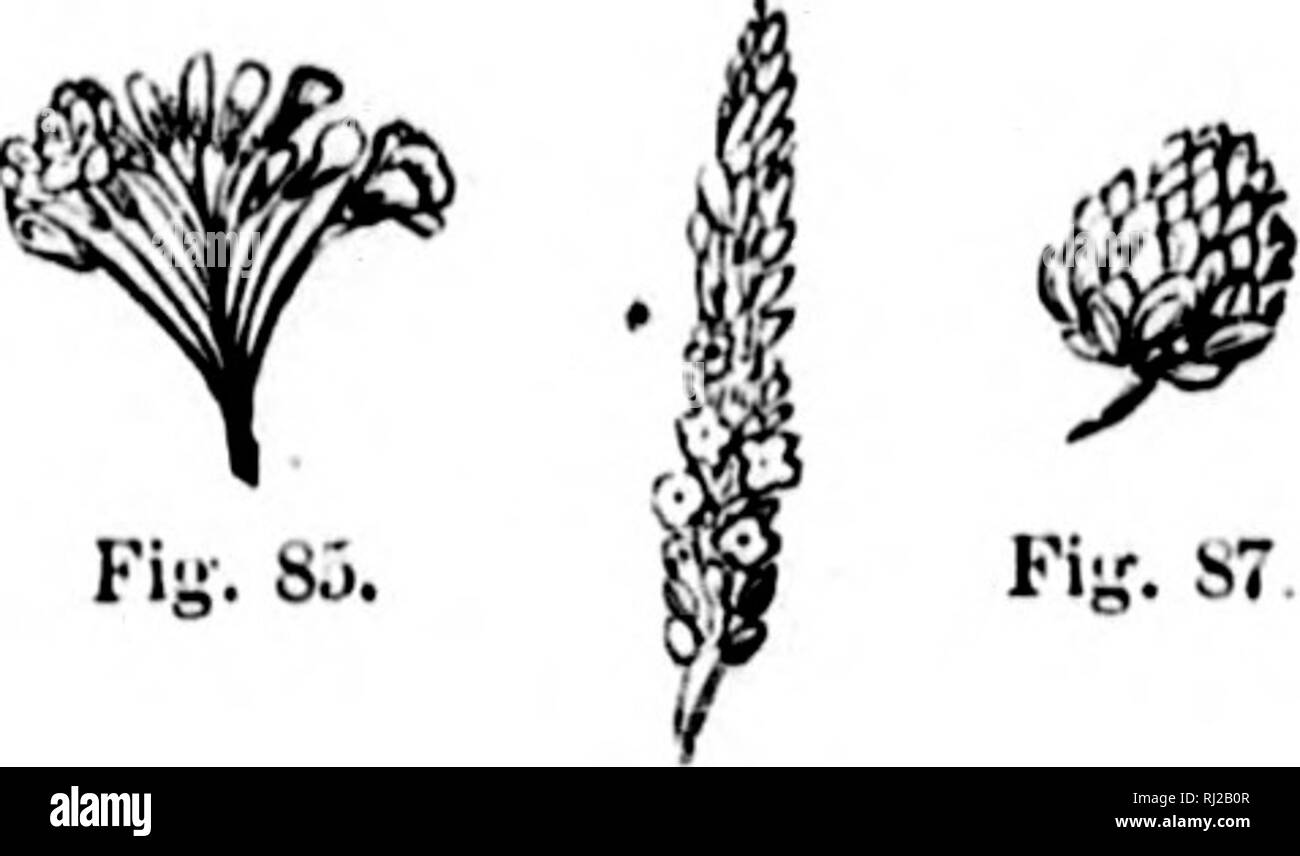 . A botanical note-book for the use of students of practical botany [microform]. Botany; Plants; Botanique; Plantes. ANALYTICALLY ARRANGED AND liXPLALXED. Panicle, a compound raceme (Fig. 8i). Ex., Oats. ThyrsCy a compact panicle (Fig. 82). Ex., Lilac. Umbel, a cluster in which the flowers reach about the same level, their pedicels starting from the same point (Fig. 83). E?., Milkweed. Compound Umhel, when the peduncle branches into a number of secondary umbels (Fig. 84). Ex., Parsnip. Corymb, a cluster in which the flowers reach about the same level, their pedicels starting from different poi Stock Photo