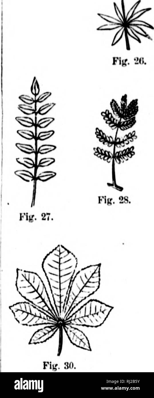 A botanical note-book for the use of students of practical botany  [microform]. Botany; Plants; Botanique; Plantes. ./.'.//.)77C.//./.)'  A&gt;:KAACf:/&gt; .L/) l-.XI'l] I XI.P OpF'-jIIK.—Wlii-ii two leaves, one  on each side of the