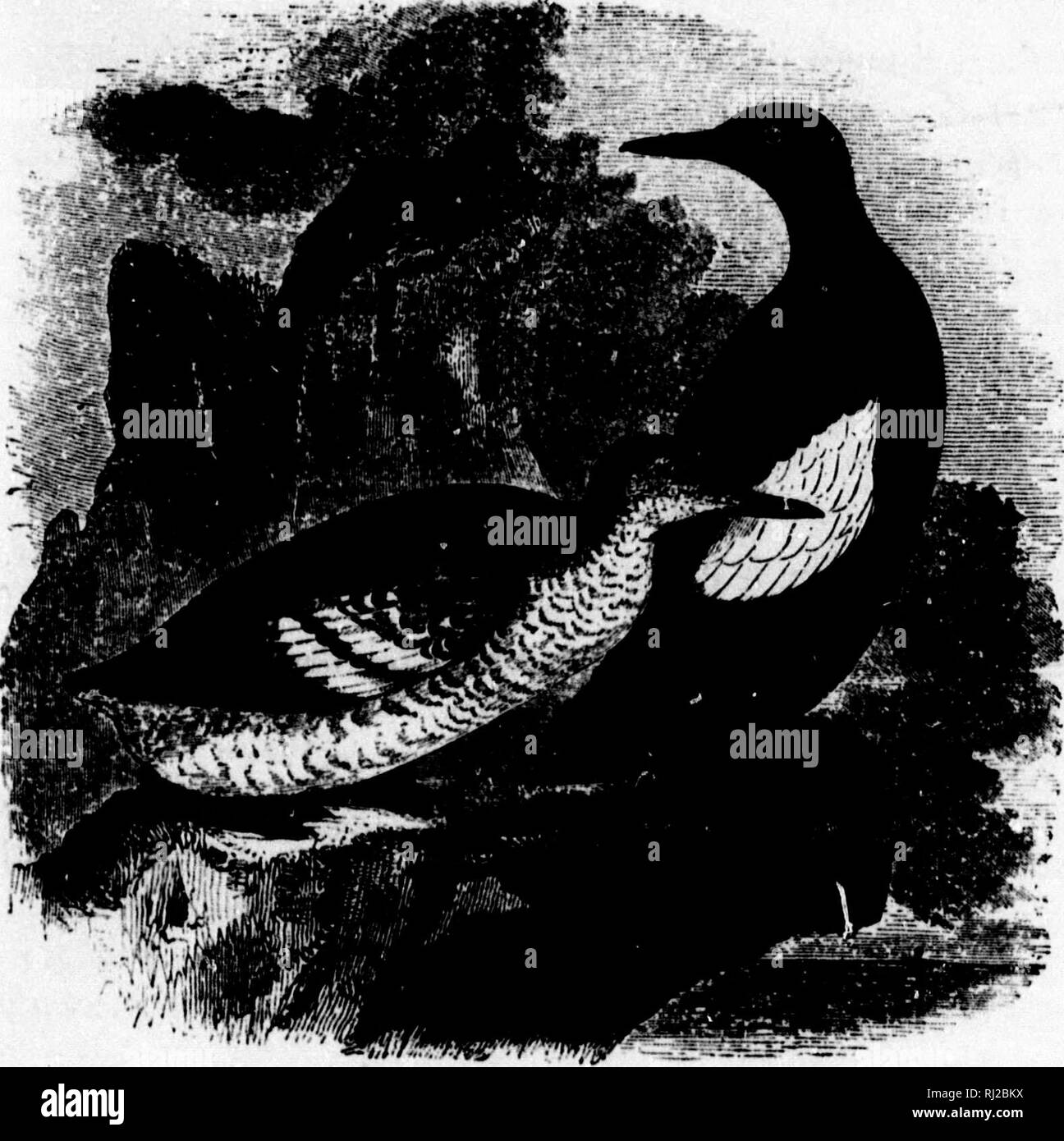 . A popular handbook of the ornithology of eastern North America [microform]. Ornithology; Ornithology; Game and game-birds; Game and game-birds; Water-birds; Water-birds; Ornithologie; Ornithologie; Gibier; Gibier; Oiseaux aquatiques; Oiseaux aquatiques. IP BLACK GUILLEMOT. SEA PIGEON. Ckpphus GRYLLE. Char. Prevailing color black ; large patch on the wings white, with a black bar, sometimes wholly or partially concealed ; bill black ; legs and feet bright red. Length about 13 inches. In winter the upper parts are varied with white, and the lower parts mostly white; feet pinkish. Nist. On a ro Stock Photo