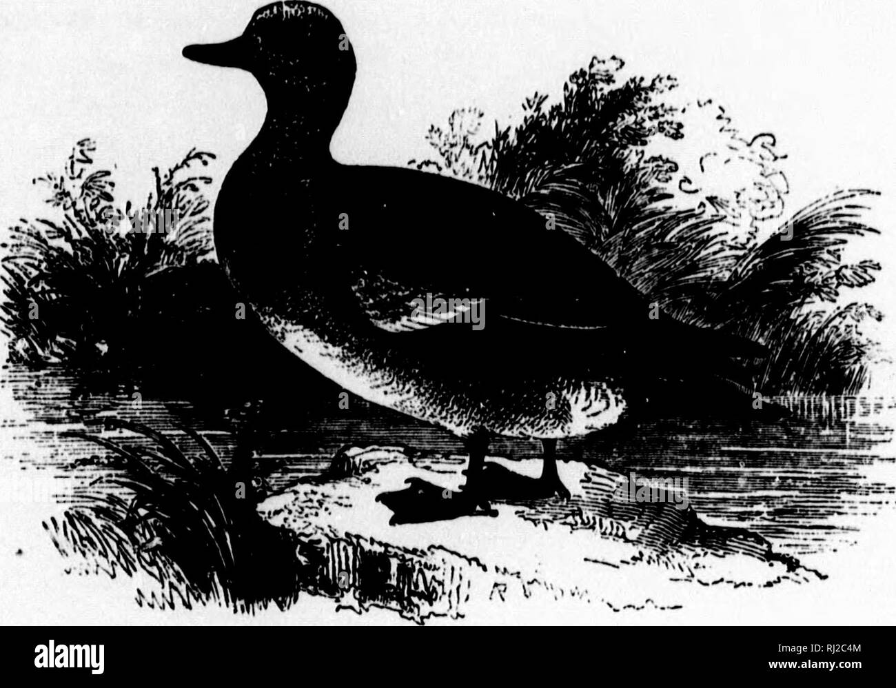 . A popular handbook of the ornithology of eastern North America [microform]. Ornithology; Ornithology; Game and game-birds; Game and game-birds; Water-birds; Water-birds; Ornithologie; Ornithologie; Gibier; Gibier; Oiseaux aquatiques; Oiseaux aquatiques. when eyond dez in ihes of other jquent time of the. BALDPATE. WIDGEON. Anas Americana. Char. Mantle brownish gray, varied with fine waved lines of black; head and neck grayish white, with dark spots, — the crown with few or no spots; a green patch on the sides of the head behind the eyes; wing- patch green, bordered with black; tail grayish b Stock Photo