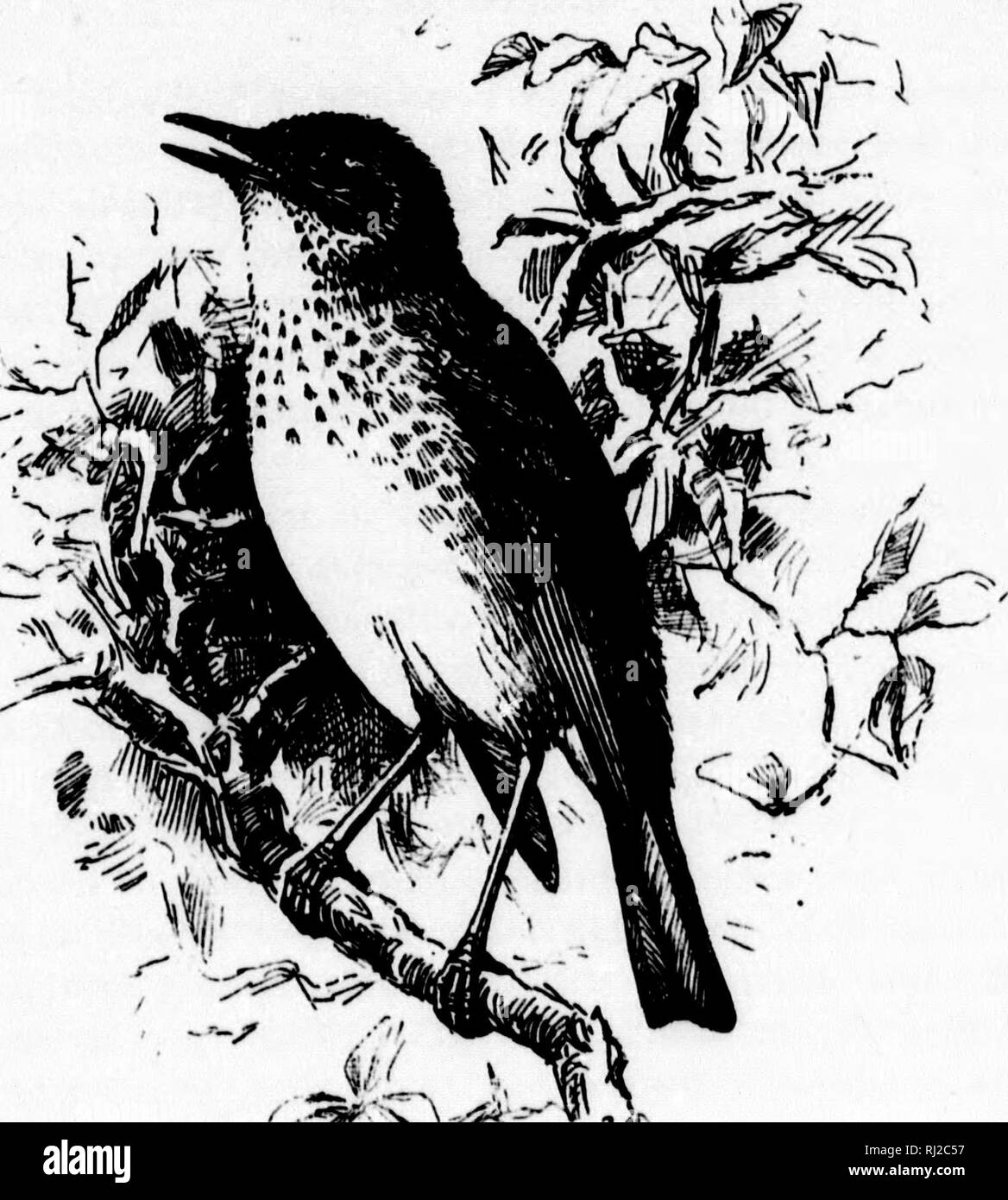 . A popular handbook of the ornithology of eastern North America [microform]. Ornithology; Ornithology; Birds; Birds; Ornithologie; Ornithologie; Oiseaux; Oiseaux. ,y^^-^^^f ^ to 7|^ inches. Nest. On the ground or near it, usually at the base of small tree or in tuft of old grass ; of leaves and grass, lined with fine roots. Eggs. 3-5; pale greenish bint; 0.85 X 0.65. This common Northern species arrives in Pennsylvania and New England about the beginning of May, and its northern range extends as far as Labrador. It appears to retire to the South early in October, and is more decidedly insecti Stock Photo