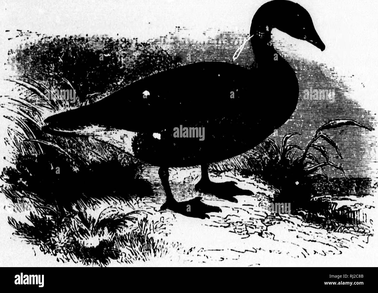 White tipped tail feathers Black and White Stock Photos & Images - Alamy