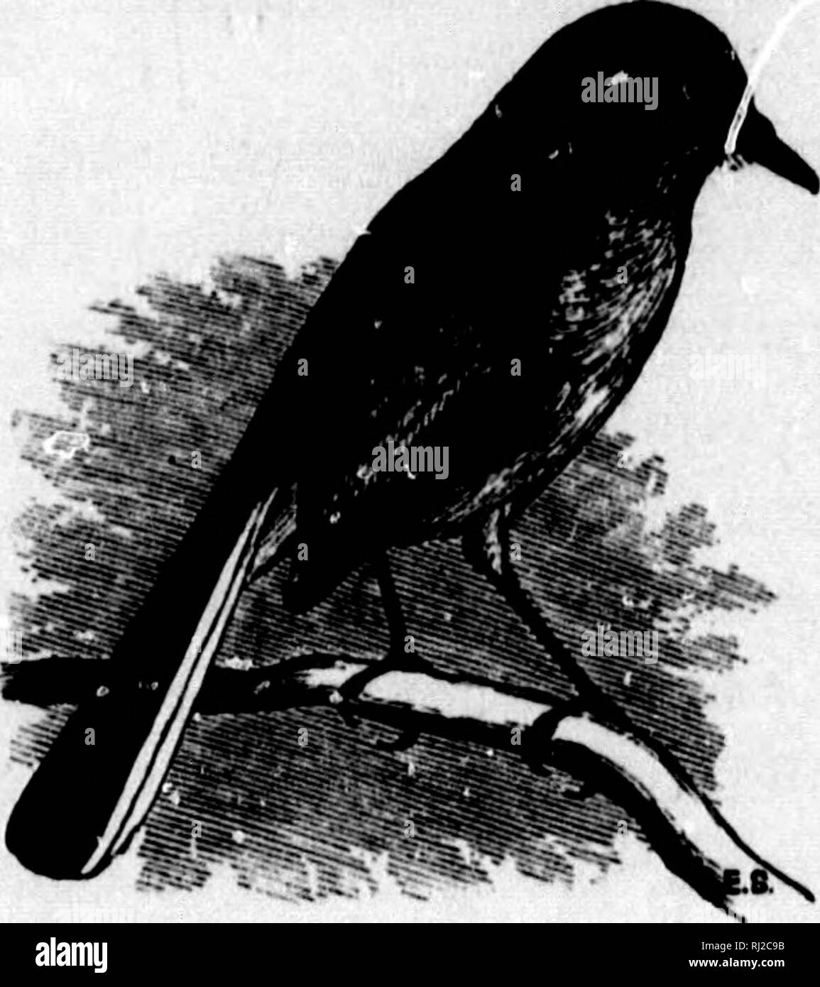 . A popular handbook of the ornithology of eastern North America [microform]. Ornithology; Ornithology; Birds; Birds; Ornithologie; Ornithologie; Oiseaux; Oiseaux. BLUE-GRAY GNATCATCHER. POLIOPTILA C^RULEA. Char. Male: above, bluish gray, darker on head, paler on rump; forehead and line over the eye black ; beneath, pale bluish white; wings dusky; tail longer than the body, the outer feathers partly white. Fe- male : similar to the male, but lacking the black on head. Length 4}i to 5 inches. A^est. A graceful, cup-shaped structijre, saddled on limb of a tree 15 or 20 feet from the ground; comp Stock Photo