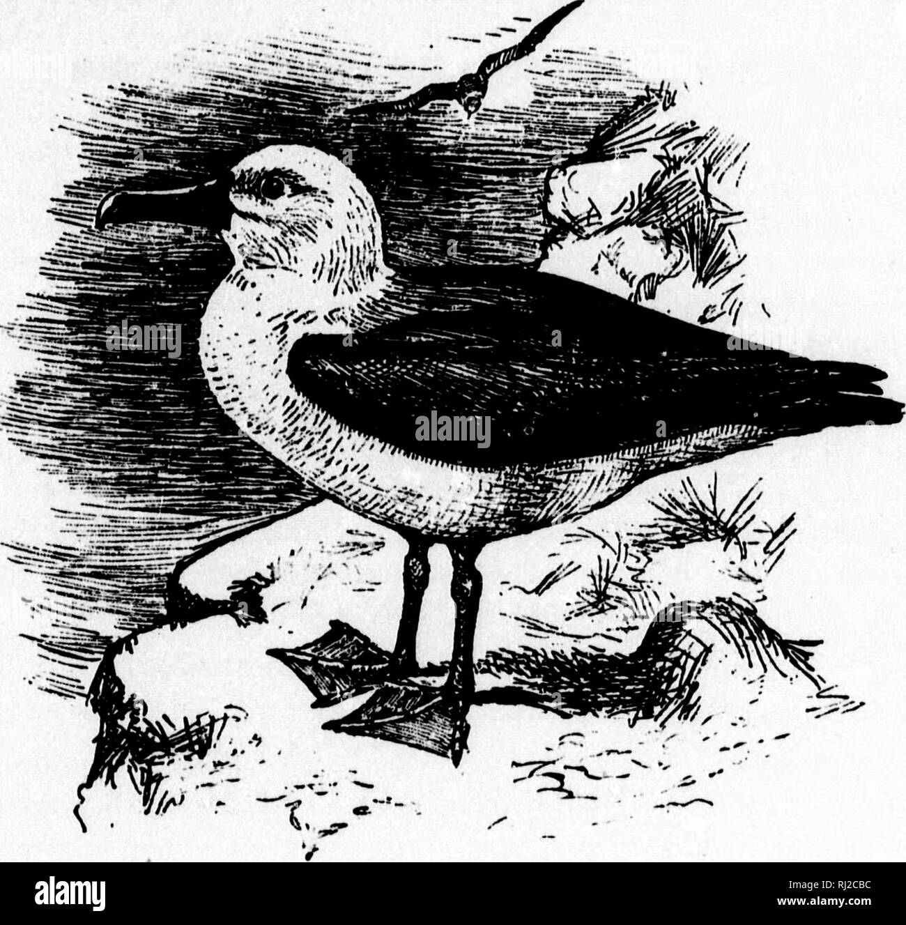. A popular handbook of the ornithology of eastern North America [microform]. Ornithology; Ornithology; Game and game-birds; Game and game-birds; Water-birds; Water-birds; Ornithologie; Ornithologie; Gibier; Gibier; Oiseaux aquatiques; Oiseaux aquatiques. YELLOW-NOSED ALBATROSS. Thalassogeron culminatus. Char. Mantle dark bluish slate, shading to brownish on wings and head; rump white; tail grayish; under parts white. Length about 36 inches. IVest. In an exposed situation on an ocean island; a bulky structure of coarse herbage and mud lined with fine grass and feathers. As new material is adde Stock Photo