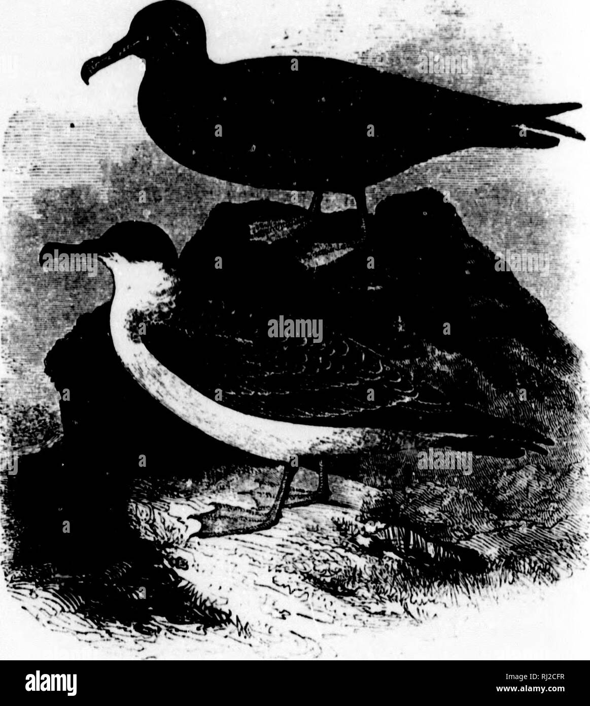 White tipped tail feathers Black and White Stock Photos & Images - Alamy
