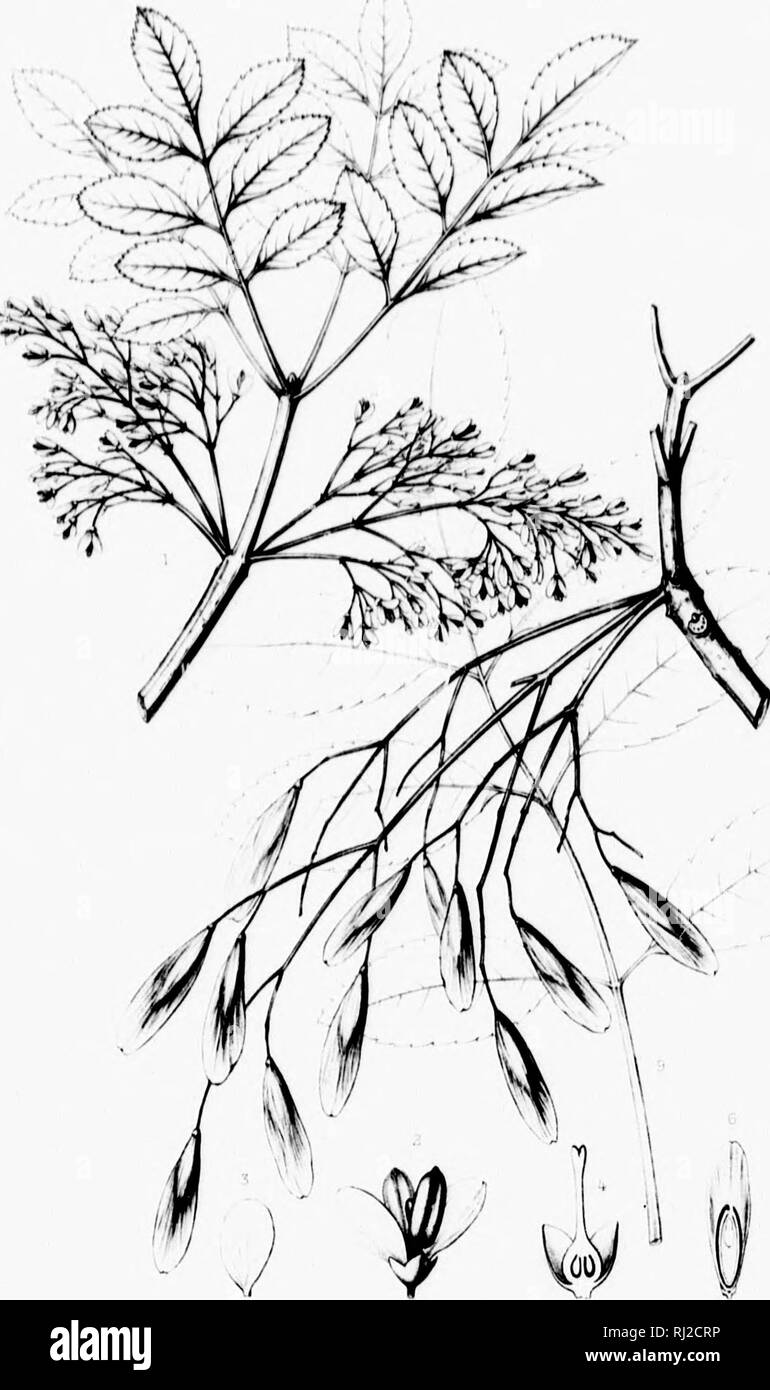 . The silva of North America [microform] : a description of the tree which grow naturally in North America exclusive of Mexico. Trees; Trees; Dicotyledons; Arbres; Arbres; DicotylÃ©dones. â ;'.ilvi of N^T'h AiiF'ti. FRAXINUS DIPRTAI.A. !!., .U e. Am ) .) I I W  I k &gt; I I I. Please note that these images are extracted from scanned page images that may have been digitally enhanced for readability - coloration and appearance of these illustrations may not perfectly resemble the original work.. Sargent, Charles Sprague, 1841-1897; Faxon, Charles Edward, 1846-1918. Boston; New York : Houghton, Stock Photo