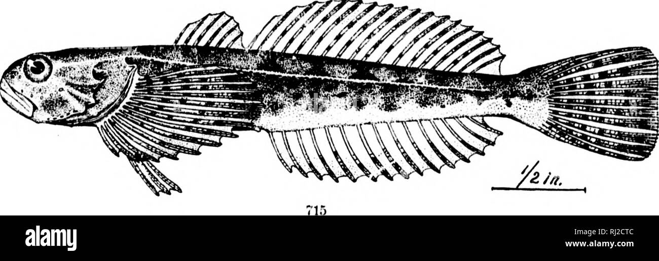 . The fishes of North and Middle America [microform] : a descriptive catalogue of the species of fish-like vertebrates found in the waters of North America, north of the Isthmus of Panama. Fishes; Fishes; Poissons; Poissons. 714. 713. COTTLS I.KIOPOMUS. (P. 1902.) 714. COTTus riuNcEi's. (P. 11H)2.) 715. IIUANIDEA TENUIS. (P. 196t).) I. IV. ... :j Ml'&lt;'â 'â â , |i ! if ?i iii:;ri:!i J-^. Please note that these images are extracted from scanned page images that may have been digitally enhanced for readability - coloration and appearance of these illustrations may not perfectly resemble the or Stock Photo