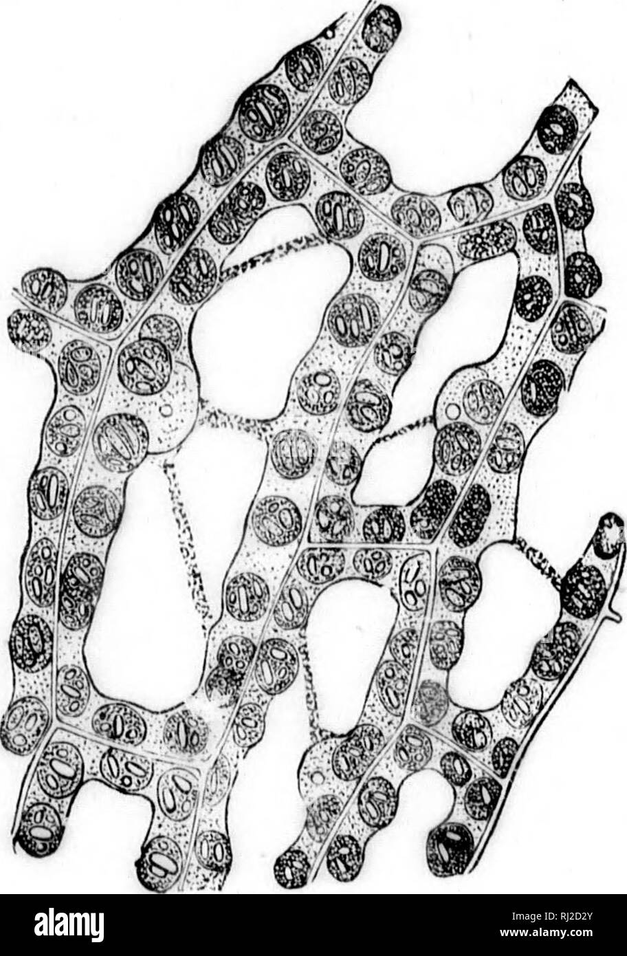 . The elements of structural botany [microform] : with special ...