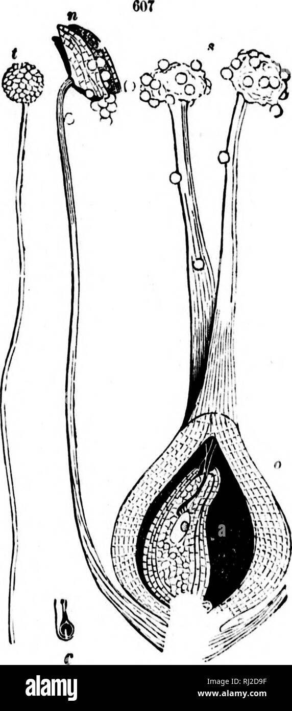 . Class-book of botany [microform] : being outlines of the structures ...