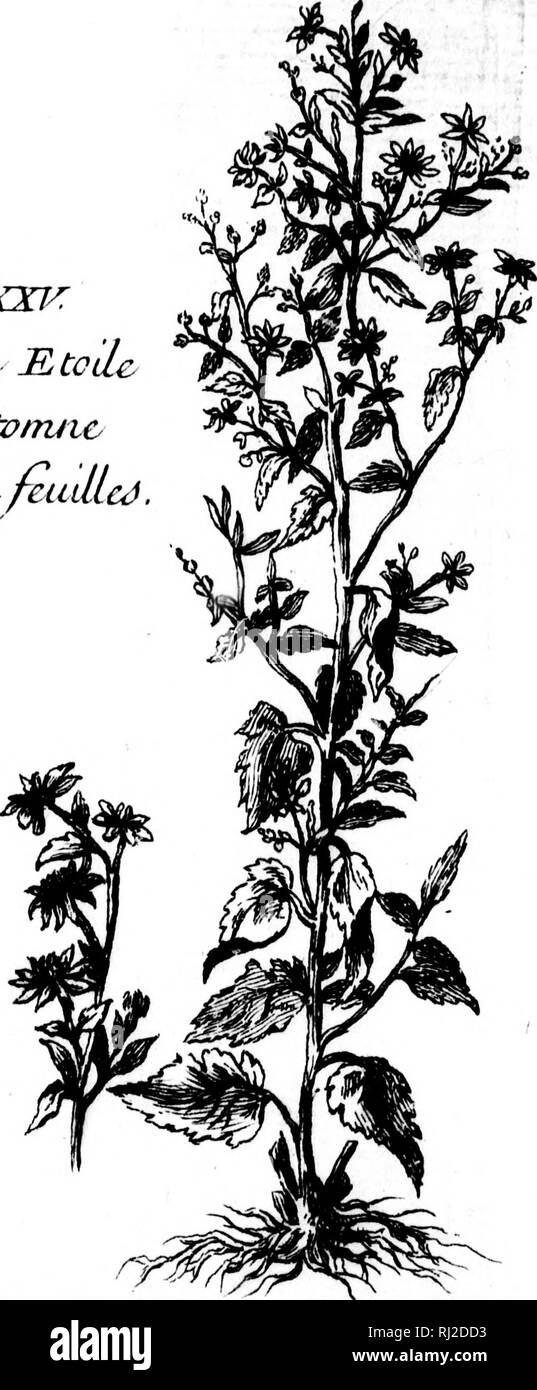 . Histoire et description gÃ©nÃ©rale de la Nouvelle France [microforme] : avec le journal historique d'un voyage fait par ordre du roi dans l'AmÃ©rique septentrionnale. Botanique; Botany. Tctitc Bco'dc ci AlUd truie Iz largÃ¹) fcudlcÃ .. Tantes IV. pa^fi 3S8 â. Please note that these images are extracted from scanned page images that may have been digitally enhanced for readability - coloration and appearance of these illustrations may not perfectly resemble the original work.. Charlevoix, Pierre-FranÃ§ois-Xavier de, 1682-1761. A Paris : Chez Rollin Fils, Libraire . .. Stock Photo