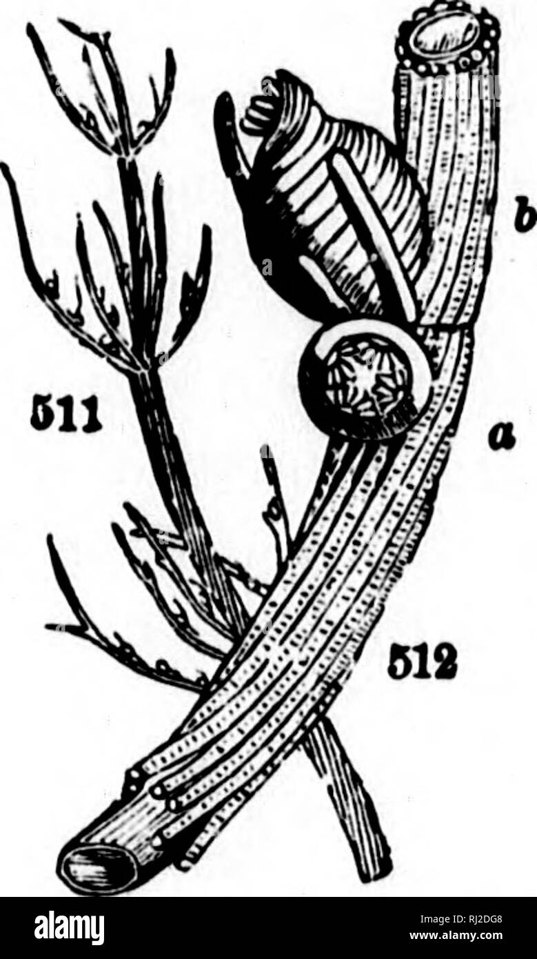 . Class-book of botany [microform] : being outlines of the structures ...