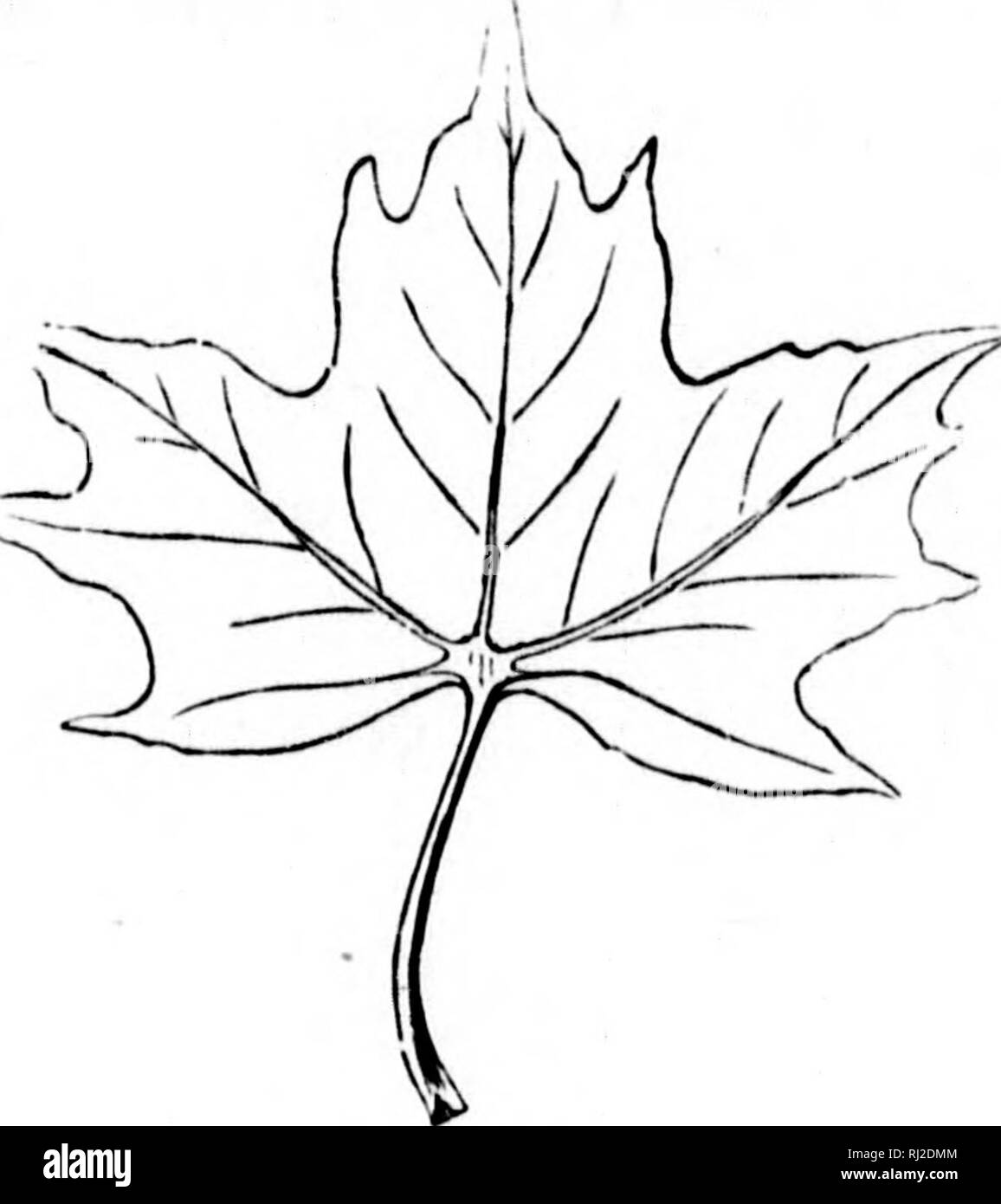 The Elements Of Structural Botany Microform With Special Reference To The Study Of Canadian Plants To Which Is Added A Selection Of Examination Papers Plant Anatomy Botany Plantes Botanique Foums The Elements Of Structural Botany Microform With Special Reference To The Study Of Canadian Plants To Which Is Added A Selection Of Examination Papers Plant Anatomy Botany Plantes Botanique Foums