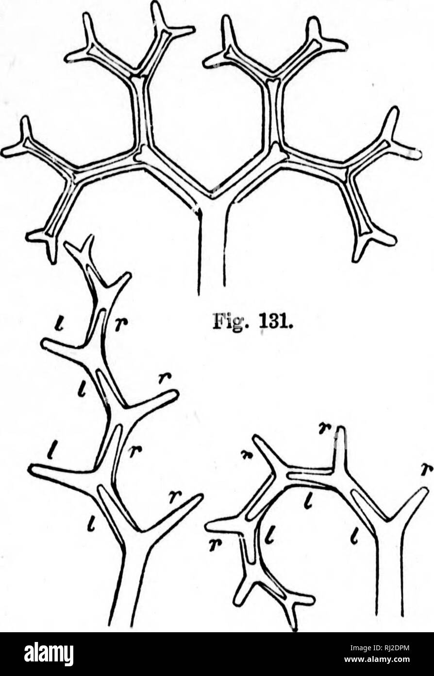 . The elements of structural botany [microform] : with special ...