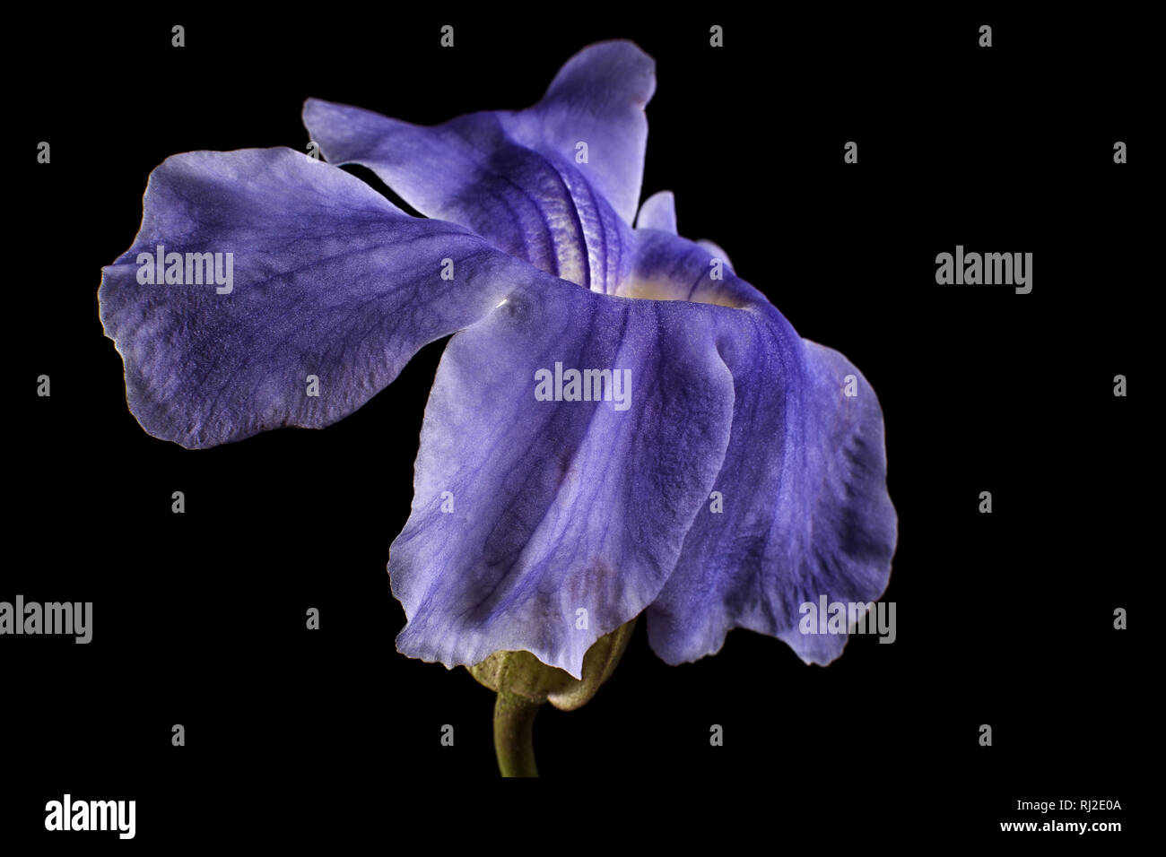 asarina flower closeup details Stock Photo
