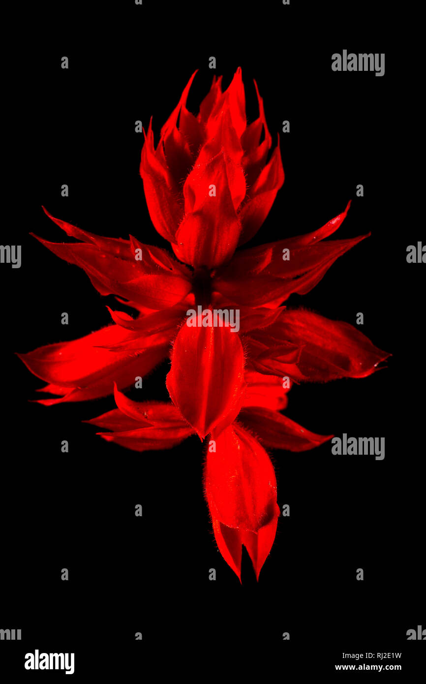 red salvia flower closeup Stock Photo