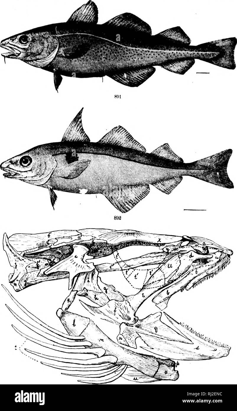 . The fishes of North and Middle America [microform] : a descriptive catalogue of the species of fish-like vertebrates found in the waters of North America, north of the Isthmus of Panama. Fishes; Fishes; Poissons; Poissons. U. S. NATIONAL MUSEUM BULLETIN NO. 47, PL. CCCLXI. 892a H}»1. G.i&gt;rs « OLI.AHIAS. (P. 2541.) 8!)', MF.i.AXotiKAMiMrs i:(ii.F.Kixrs, (I*. 2542.) Hd'2u. MKI,AX()(il!AM.Mrs IMi I.KI'INfS ; SKl.I.r,. (I'. 2512.) Ic' !|i I i I .' '.i i. Please note that these images are extracted from scanned page images that may have been digitally enhanced for readability - coloration a Stock Photo