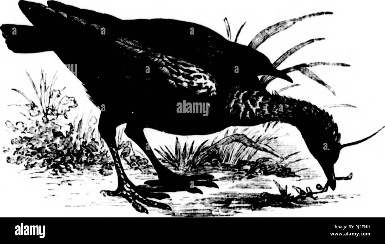 Brad bird Black and White Stock Photos & Images Alamy