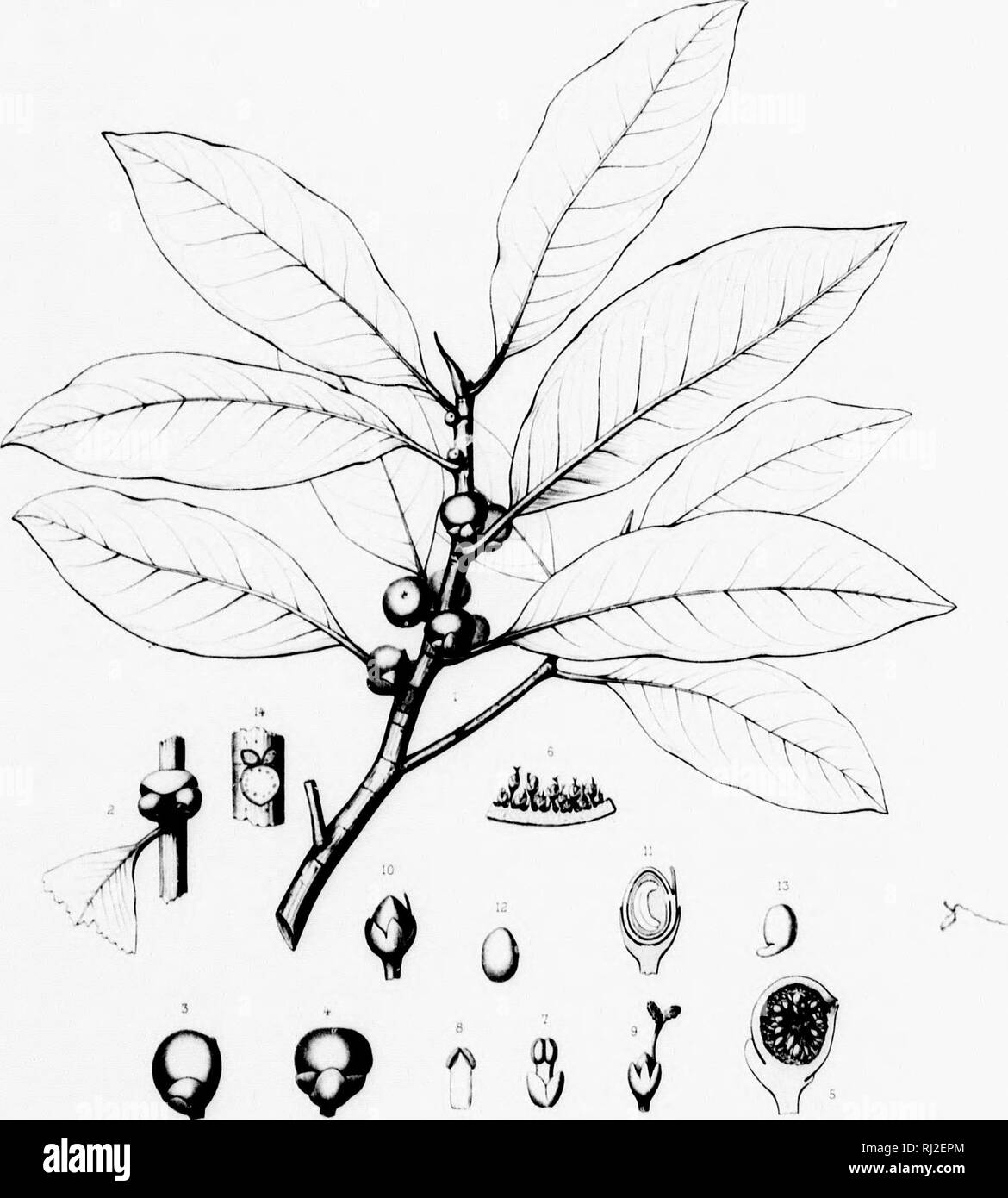 . The silva of North America [microform] : a description of the tree which grow naturally in North America exclusive of Mexico. Trees; Trees; Dicotyledons; Arbres; Arbres; DicotylÃ©dones. M IK t jhliorlidit., 'â i^ (â¢ rislinlili; rtn(] ctiiitikiii^ el^' iln- wood / hridu* V bÂ«en inlro- â 'H^ inland, i^ 3ilva of North Aniencd Tab. CCCXXIV.. A' J'.i^nm J*^ Hu'ieii^ JC. Ficus AUREA, :; A Jiuw â â¢w^r .urtr ' /â¢&quot;y . ' Ij/}rur ,'irw i| t â¢ } :l- I â¢ if m k r. Please note that these images are extracted from scanned page images that may have been digitally enhanced for readability -  Stock Photo