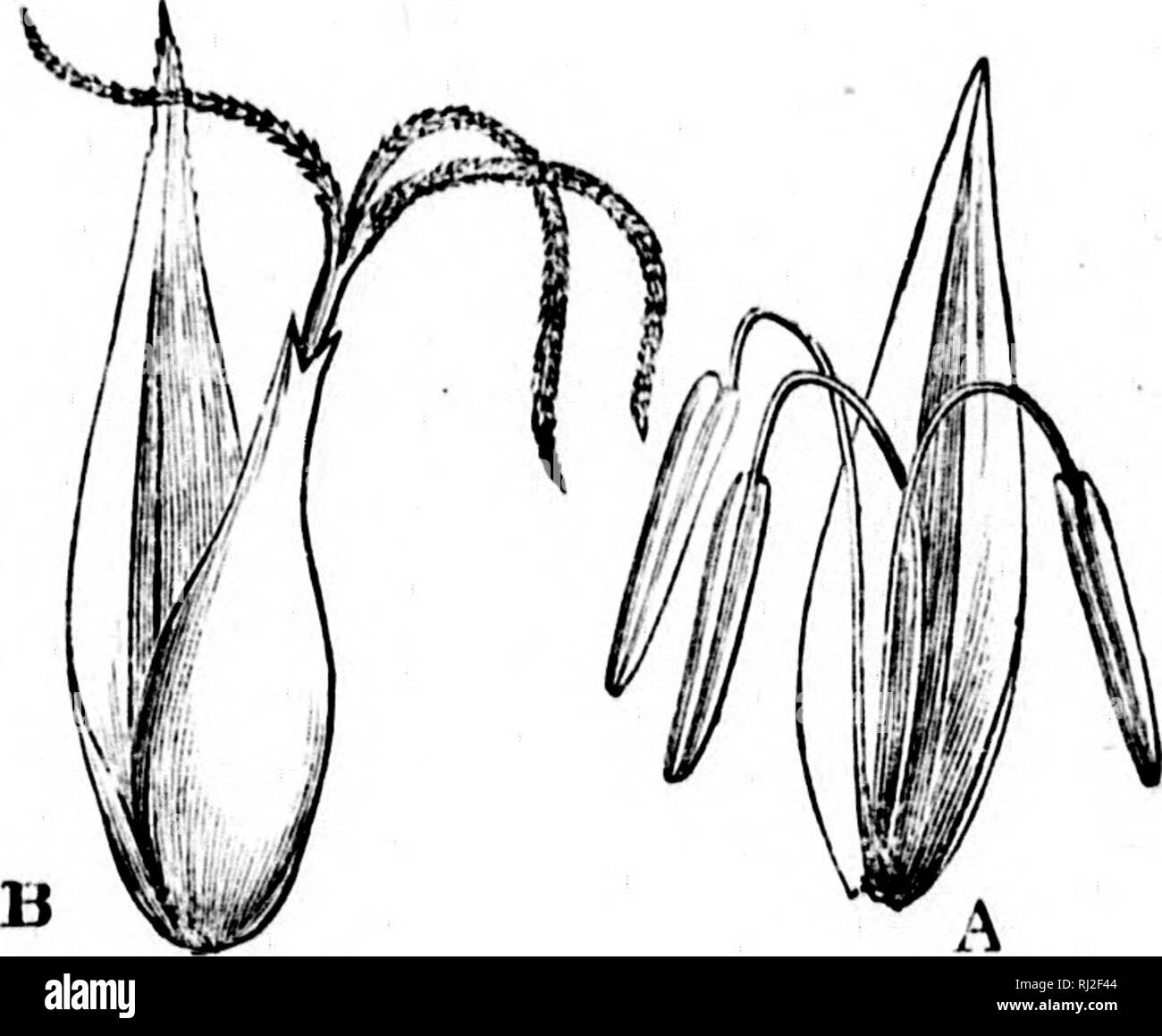 . Flowers and their pedigrees [microform]. Flowers; Flowers; Fleurs; Fleurs. Fig. 36., Single flower of Suirpus. Fig. 37. Male and Female flower of Carex. cod, whose young fry are for the most part snapped up as soon as hatched, and the two or three eggs of birds, which watch their brood with such tender care, or the single young of cows, horses, and elephants, which guard their calves or foals almost up to the age of full maturity. What the bird or the animal effects by constant feeding with worms or milk, the. Please note that these images are extracted from scanned page images that may have Stock Photo