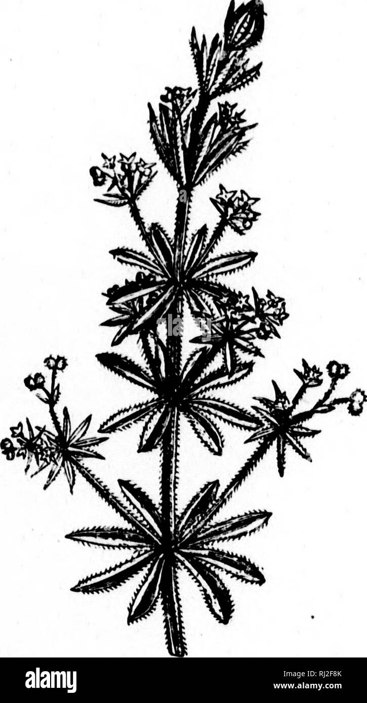 . Flowers and their pedigrees [microform]. Flowers; Flowers; Fleurs; Fleurs. Clea-i â vers. lOI and often obtrude themselves casually upon one's notice by looping themselves in graceful festoons about one's person. Now I am glad to have got you button-holed here upon the gate, because I can tell &gt; ou all about the goose-grass as we sit on the top bar. Fig. 22.âGoose-grass or Cleavers. without risk of interruption ; and I dare say you will be quite surprised to learn that a very interesting and historical plant it is after all, in spite of its uninviting external aspect. You will find that i Stock Photo