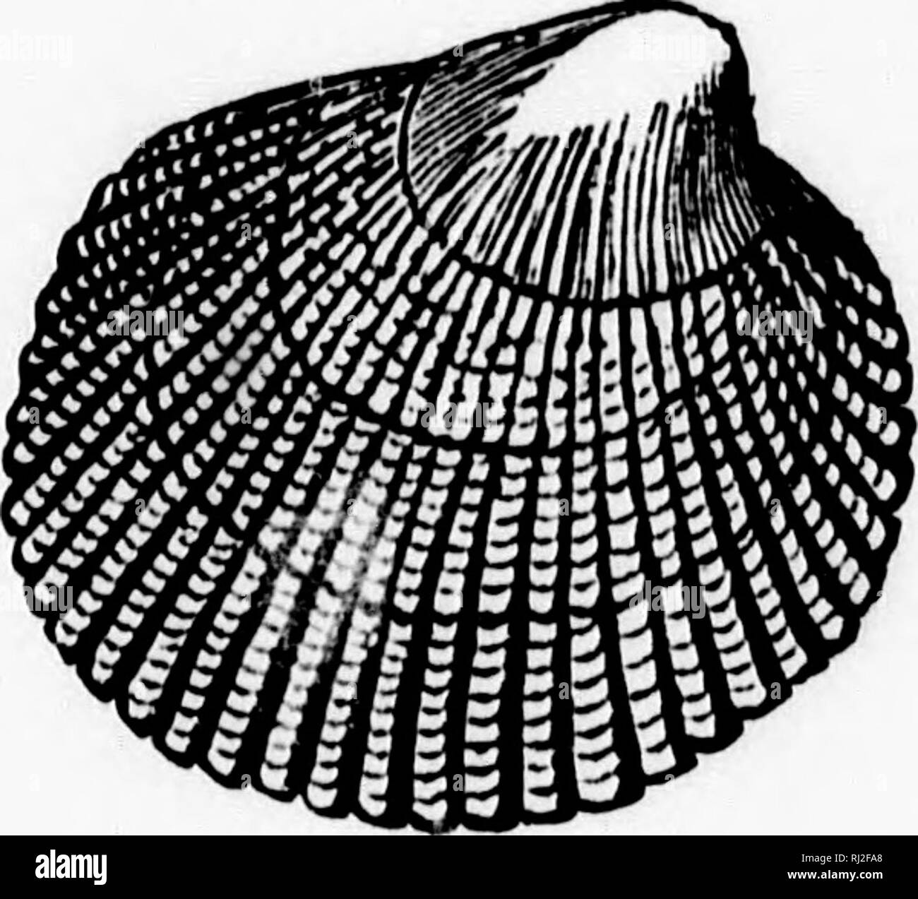 . Handbook of zoology with examples from Canadian species, recent and fossil [microform]. Zoology; Invertebrates; Zoologie; Invertébrés. 138 PROVINCE MOLLUSCA. Cardium Isiandicum is the common cockle of the Gulf St. Lawrence, and Serripes Grocnlandica is also frequent. Fig. Ii5r&gt;,. Fi;;-. I'l.'i.—C lilMI M IHLANUIirM, Lill. T Tridacnidae.—Example : Tridnacna, Ilippopus. Shell regular, equivalve, truncated in front. Tridacna gigas is t. e largest of bivalves. No species occur in Canada. rilPPURlTiDAE.—Example: Ilippurites, Radiolites. Fossil in the Cretaceous rocks ; remark.^l)le for the gr Stock Photo