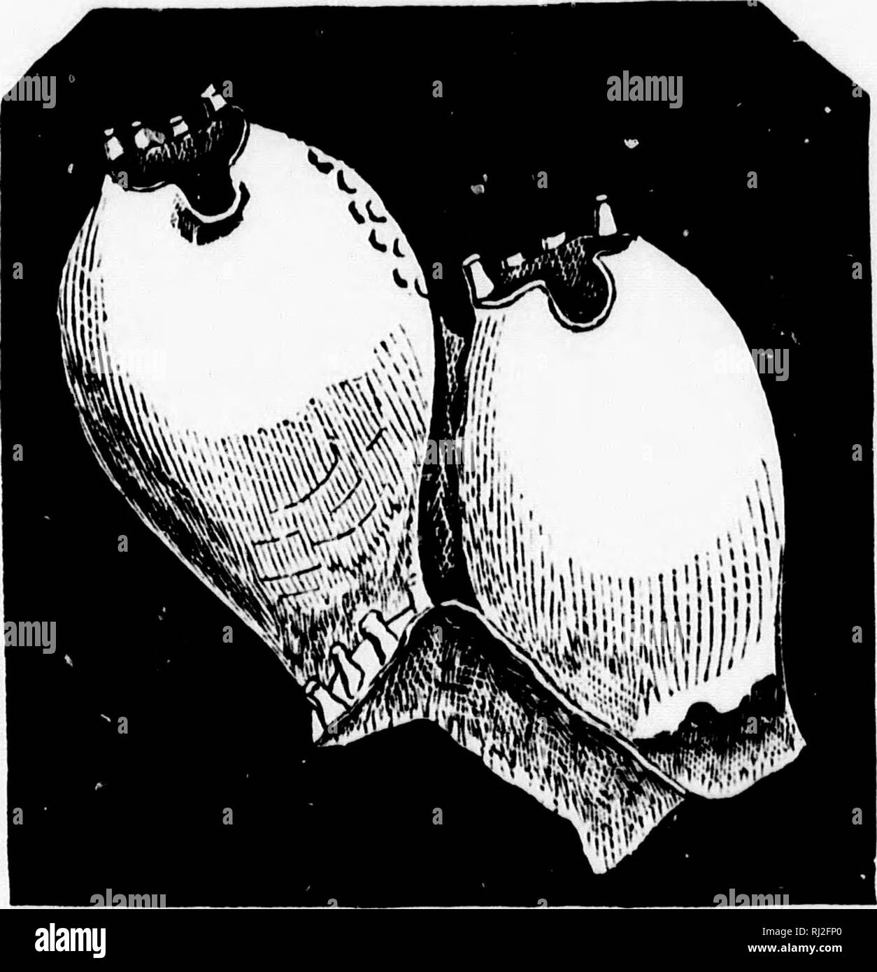 . Handbook of zoology with examples from Canadian species, recent and