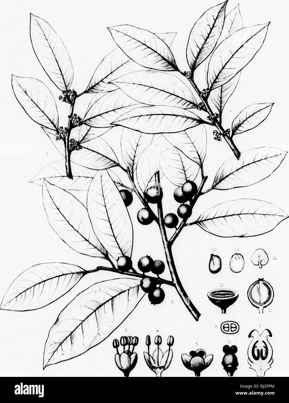 . The silva of North America [microform] : a description of the tree which grow naturally in North America exclusive of Mexico. Trees; Trees; Dicotyledons; Arbres; Arbres; DicotylÃ©dones. Silva of North Anieiica . Tio. CCCViii. c:l'fui,m ilfl H*tpii DRYPETES LATERIFLORA , Uib. A iiuxttnui ihrtst' ' ififi ./ I'utwitr. Pu   t 1 I i!f !â %i 1 *. Please note that these images are extracted from scanned page images that may have been digitally enhanced for readability - coloration and appearance of these illustrations may not perfectly resemble the original work.. Sargent, Charles Sprague, 1841- Stock Photo