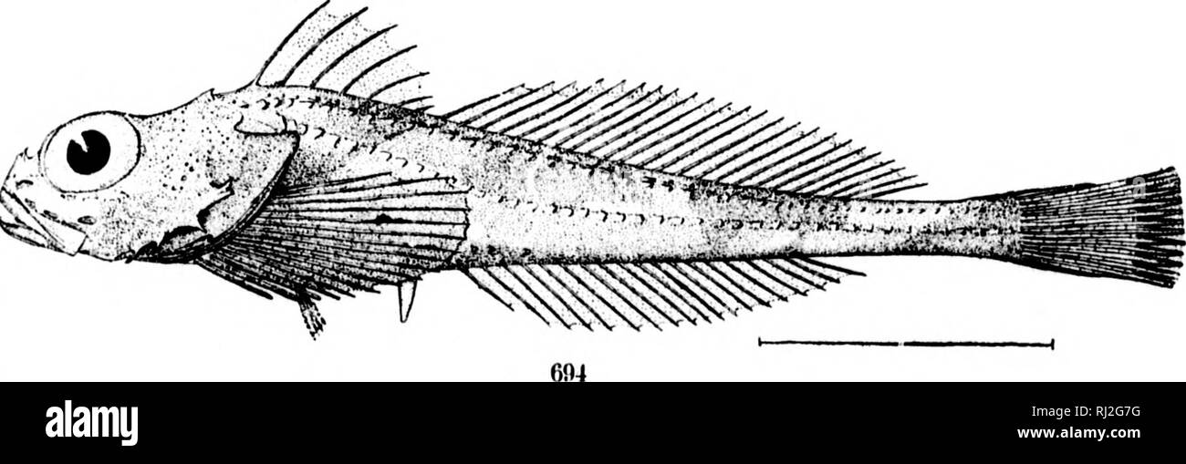 . The fishes of North and Middle America [microform] : a descriptive catalogue of the species of fish-like vertebrates found in the waters of North America, north of the Isthmus of Panama. Fishes; Fishes; Poissons; Poissons. ,1 Iv. 692. Rastrinl'S scltiger. (P. 1909.) 693. ICKLUS SPINIGEK. (P. 1914.) 694. ICKHS CANALICILATUS. (P. 1917.). Please note that these images are extracted from scanned page images that may have been digitally enhanced for readability - coloration and appearance of these illustrations may not perfectly resemble the original work.. Jordan, David Starr, 1851-1931; Everman Stock Photo