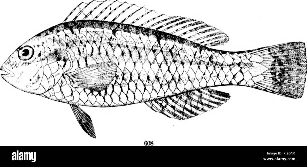 . The fishes of North and Middle America [microform] : a descriptive catalogue of the species of fish-like vertebrates found in the waters of North America, north of the Isthmus of Panama. Fishes; Fishes; Poissons; Poissons. 607 Xyrichthys i'Sittacus. (P. 1618. &gt; 608. Ckyi'Totomus bkryllini's. (P. 1625.). Please note that these images are extracted from scanned page images that may have been digitally enhanced for readability - coloration and appearance of these illustrations may not perfectly resemble the original work.. Jordan, David Starr, 1851-1931; Evermann, Barton Warren, 1853-1932. W Stock Photo