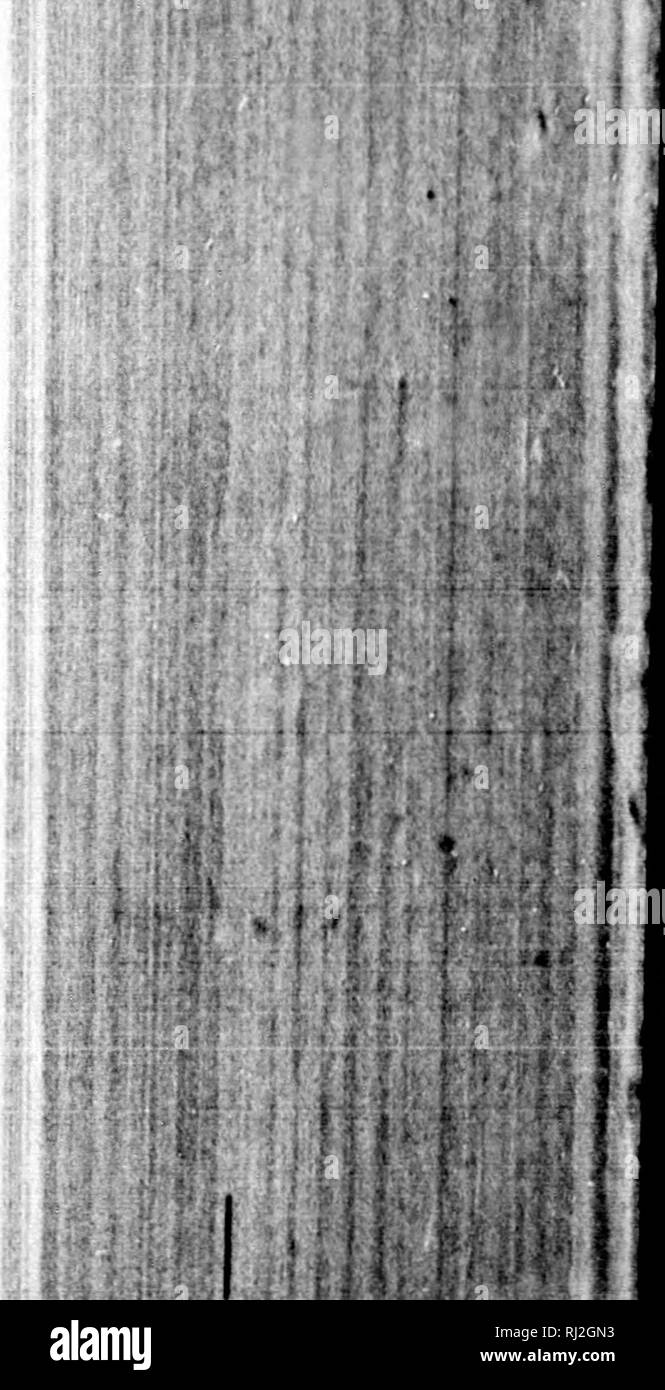 . Manual of the mosses of North America [microform]. Mosses; Mousses ...