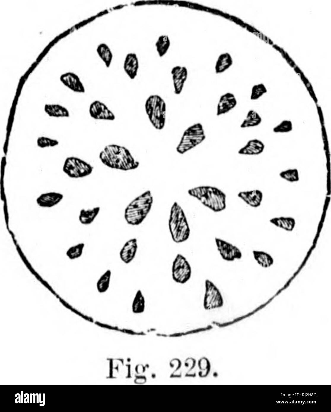 . The elements of structural botany [microform] : with special ...