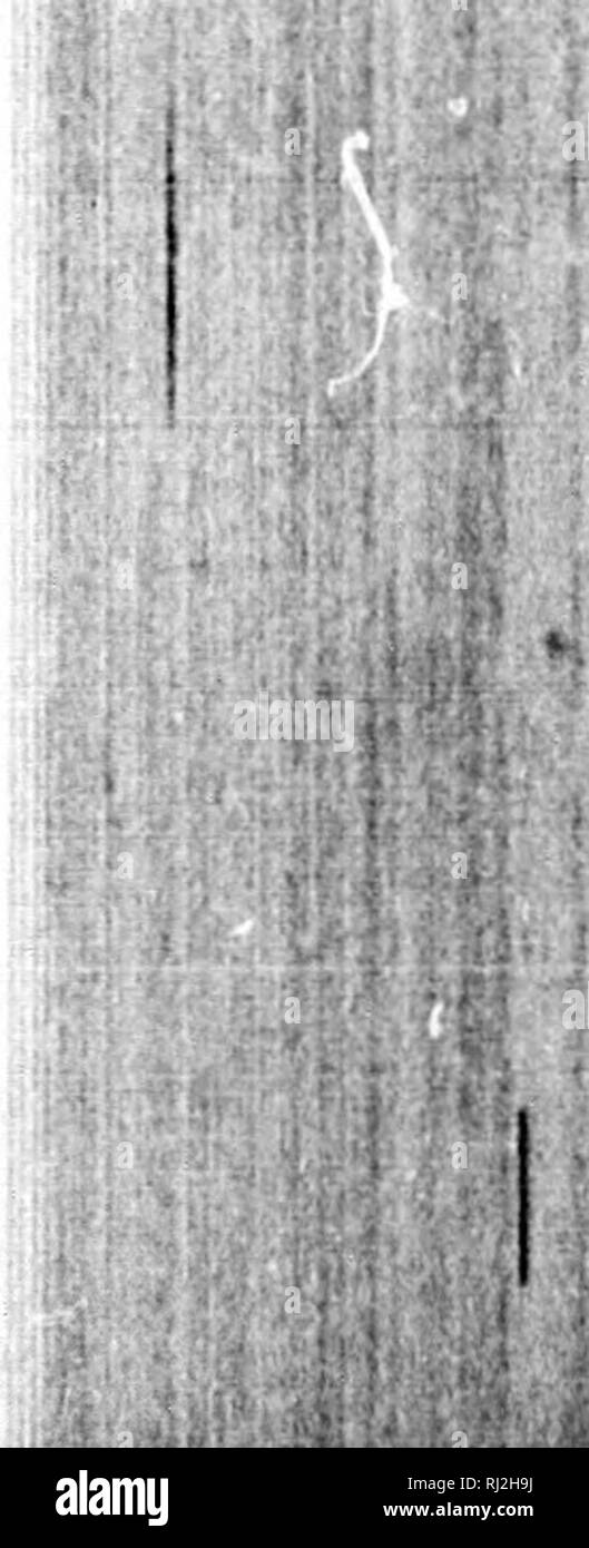 Erici High Resolution Stock Photography And Images Alamy