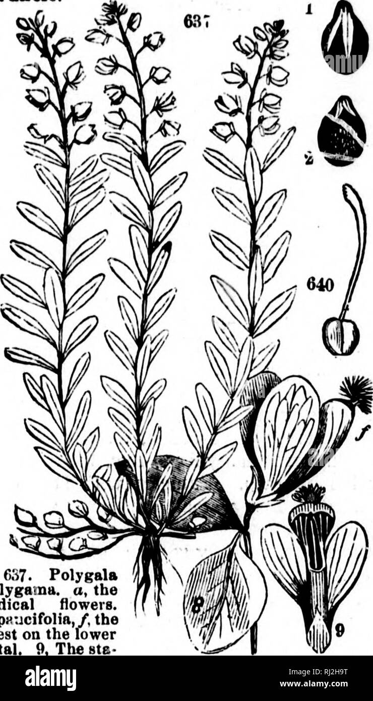 . Class-book of botany [microform] : being outlines of the structures ...