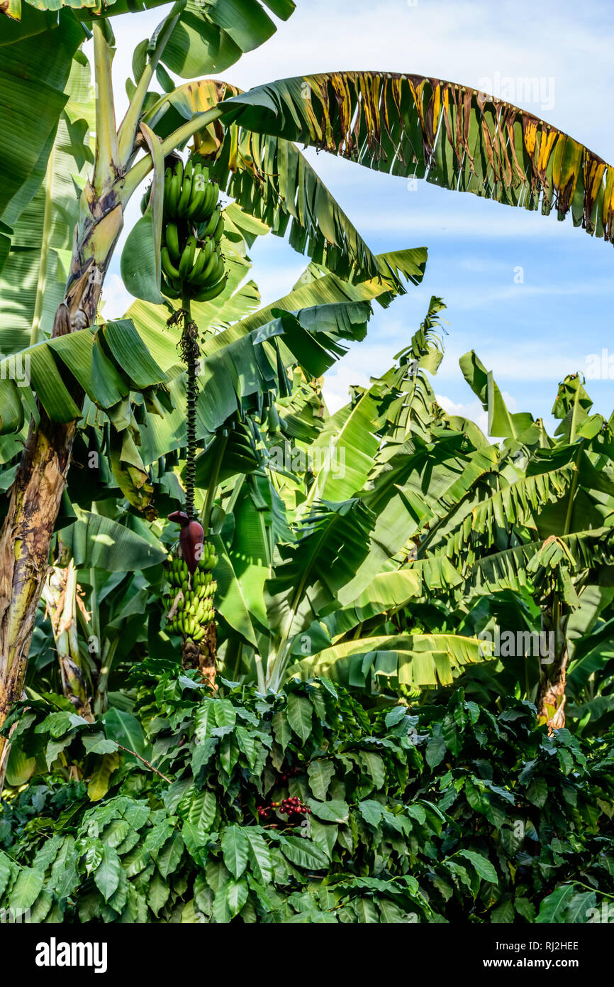 Bananas & banana flower growing on banana tree shading coffee bushes on