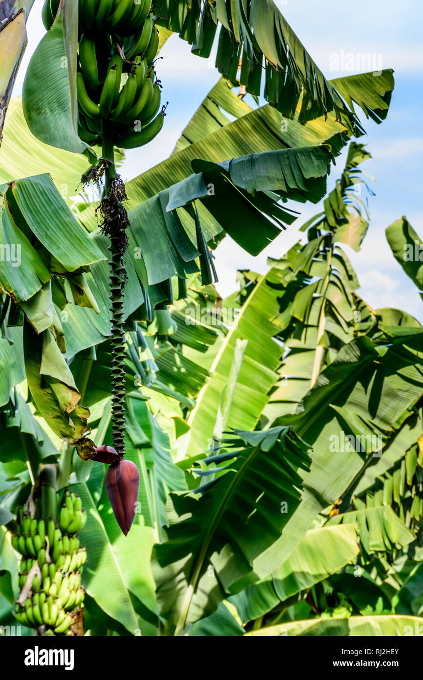 Bananas & banana flower growing on banana tree on shores of Lake Atitlan, Guatemala, Central