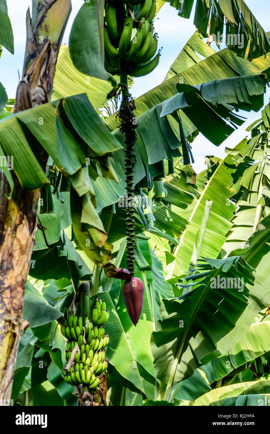 Bananas & banana flower growing on banana tree on shores of Lake