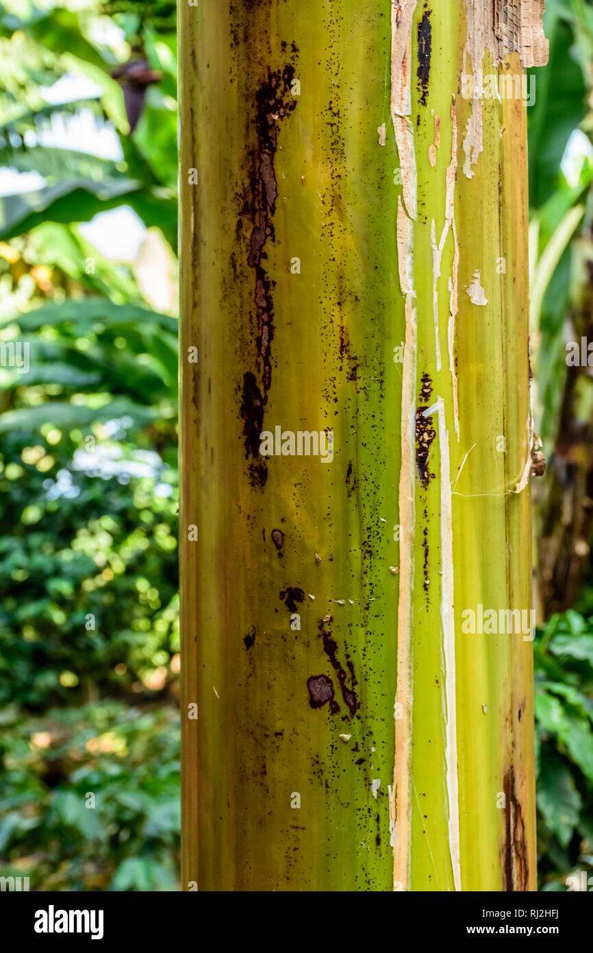 Banana tree trunk hires stock photography and images Alamy