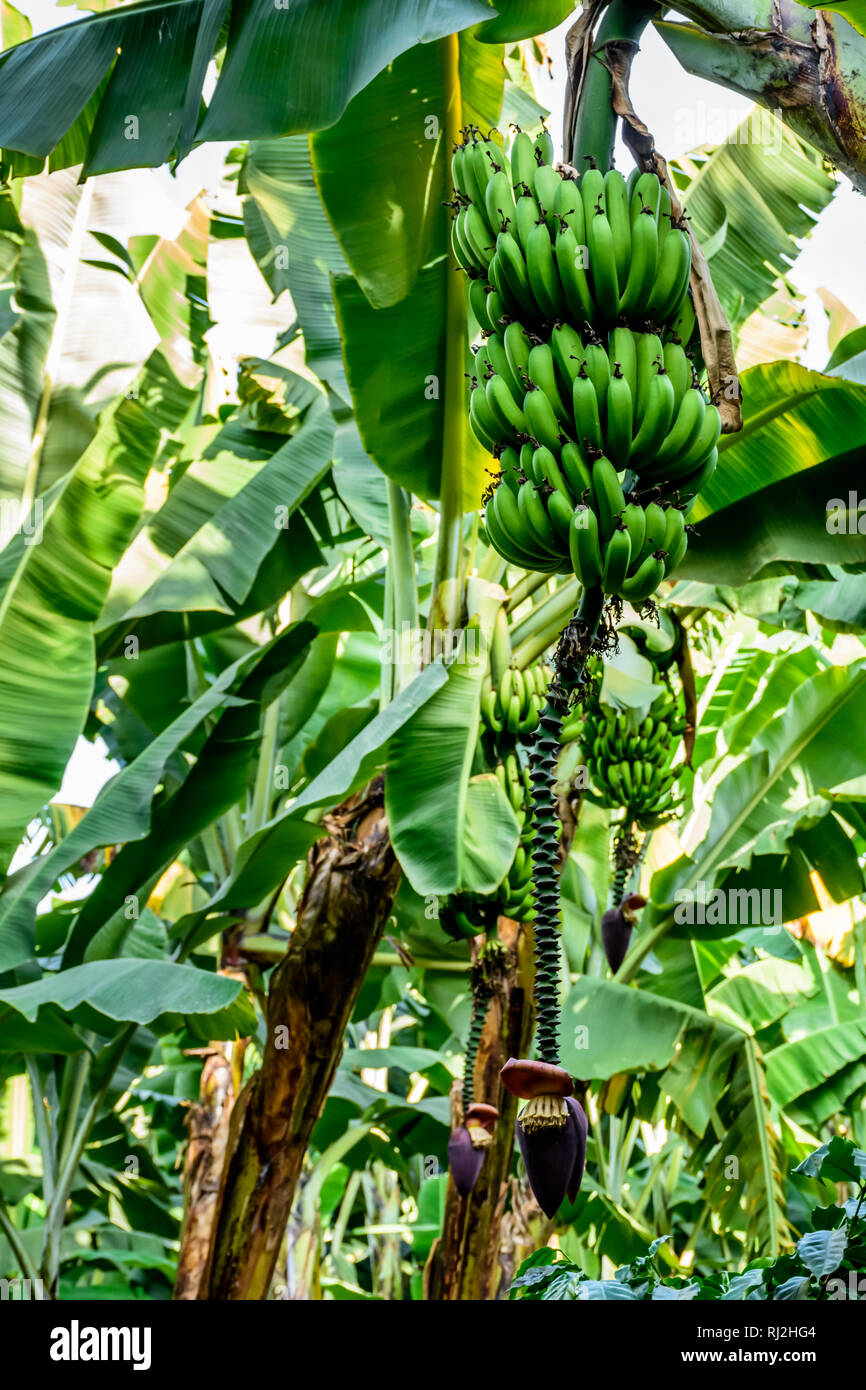 Bananas & banana flowers growing on banana tree on shores of Lake