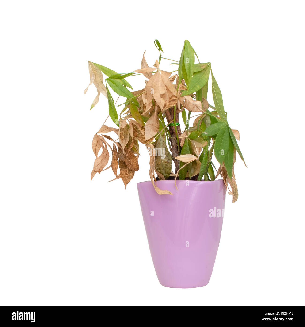 Dead and dry houseplant in pretty purple pot isolated on white background. It was Pachira aquatica, aka Money Tree. Stock Photo
