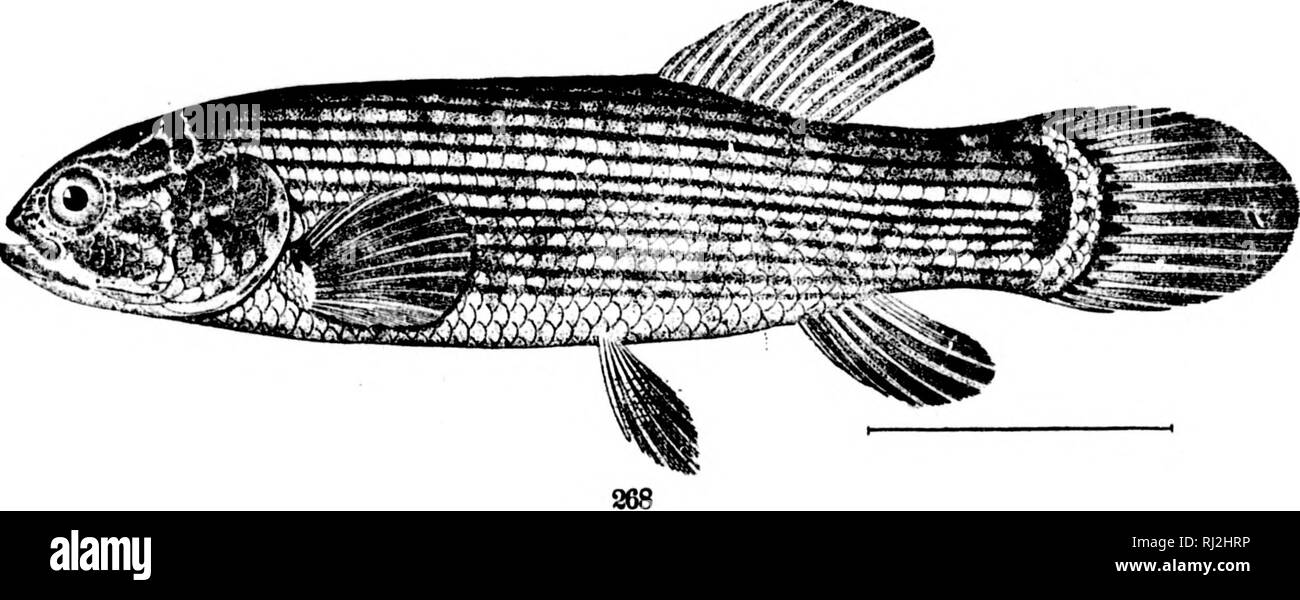 . The fishes of North and Middle America [microform] : a descriptive catalogue of the species of fish-like vertebrates found in the waters of North America, north of the Isthmus of Panama. Fishes; Fishes; Poissons; Poissons. 266. LiPOGENYS GILLII. (P. 619.) 267. Dallia pectoralis. (p. 621.) 268. Umbra pym.ea. (P. 624.). Please note that these images are extracted from scanned page images that may have been digitally enhanced for readability - coloration and appearance of these illustrations may not perfectly resemble the original work.. Jordan, David Starr, 1851-1931; Evermann, Barton Warren,  Stock Photo