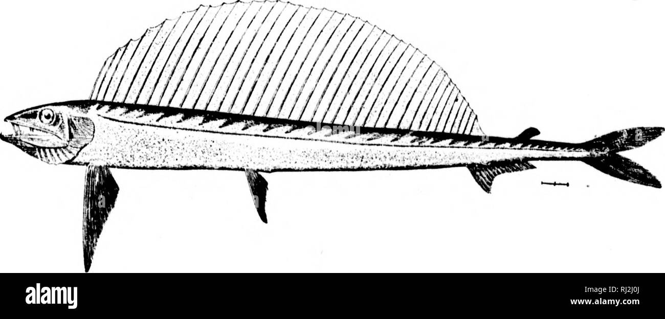 . The fishes of North and Middle America [microform] : a descriptive catalogue of the species of fish-like vertebrates found in the waters of North America, north of the Isthmus of Panama. Fishes; Fishes; Poissons; Poissons. SB6. S57 oE' |)&quot;OTONECTK8 GRACILIS. (P. 591 ) ^5b. xMALACOSTKUS NIOKR. (P. 593) 2o7. Ai.EI'ISAURUS FKROX. (P. 595.). Please note that these images are extracted from scanned page images that may have been digitally enhanced for readability - coloration and appearance of these illustrations may not perfectly resemble the original work.. Jordan, David Starr, 1851-1931;  Stock Photo