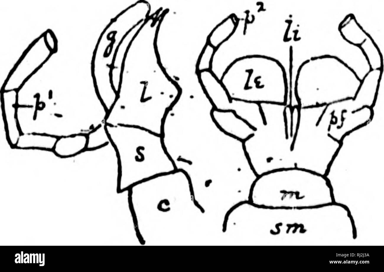 . An introduction to zoology [microform] : for the use of high schools ...